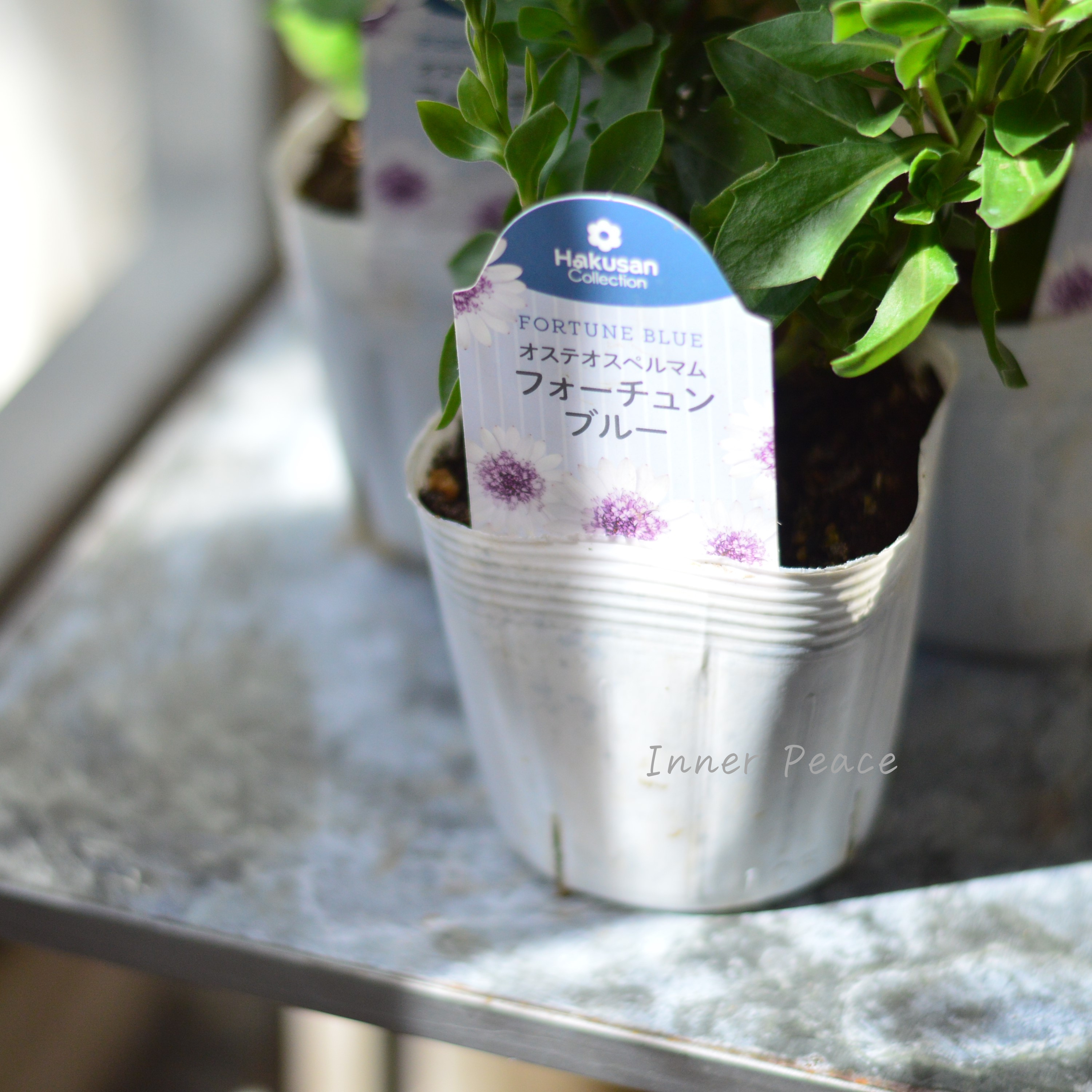 【大人かわいい】 オステオスペルマム 『フォーチュンブルー』 3.5寸POT