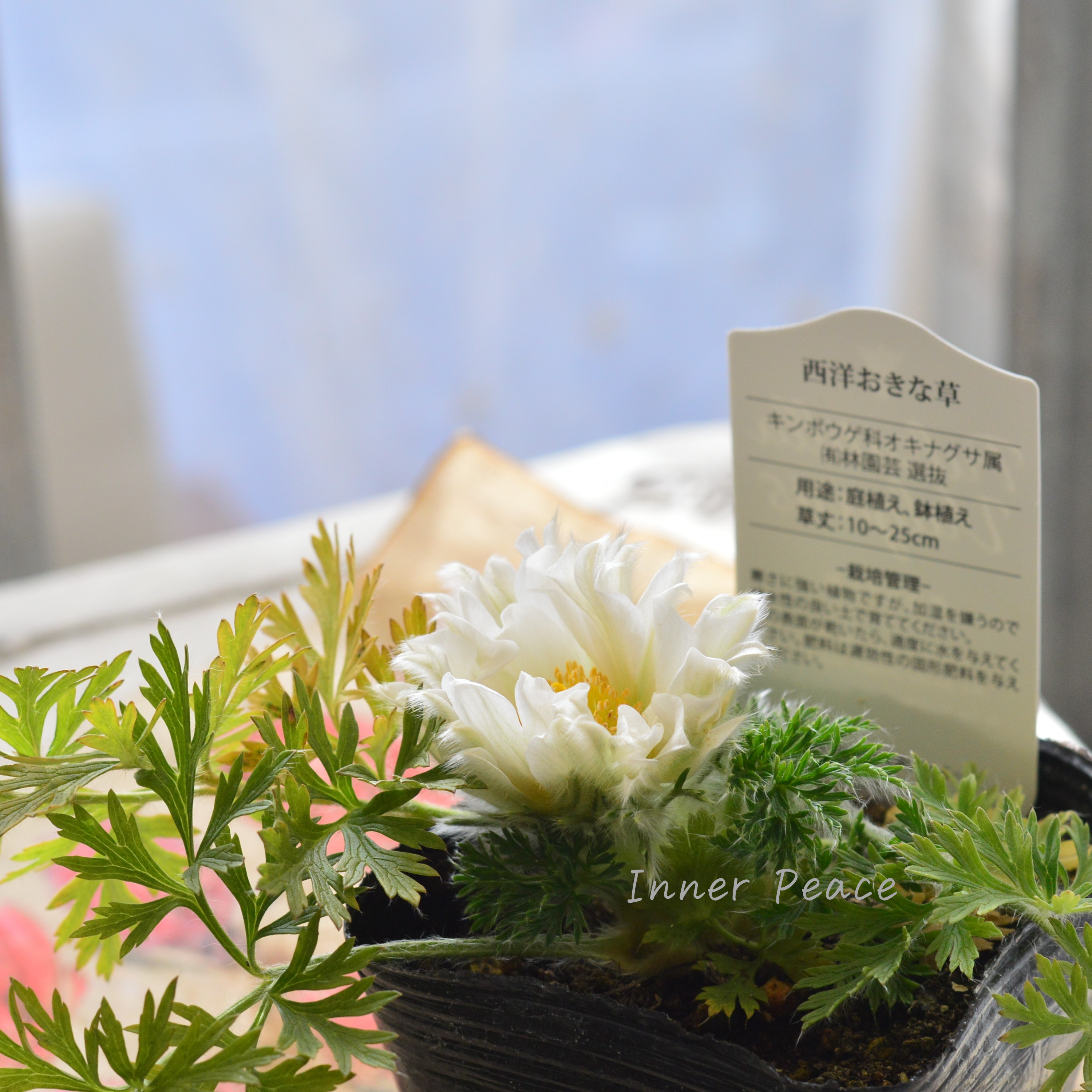 【美しい】 西洋オキナグサ 『プルサティラ ブルガリス・ホワイト』 3.5寸POT