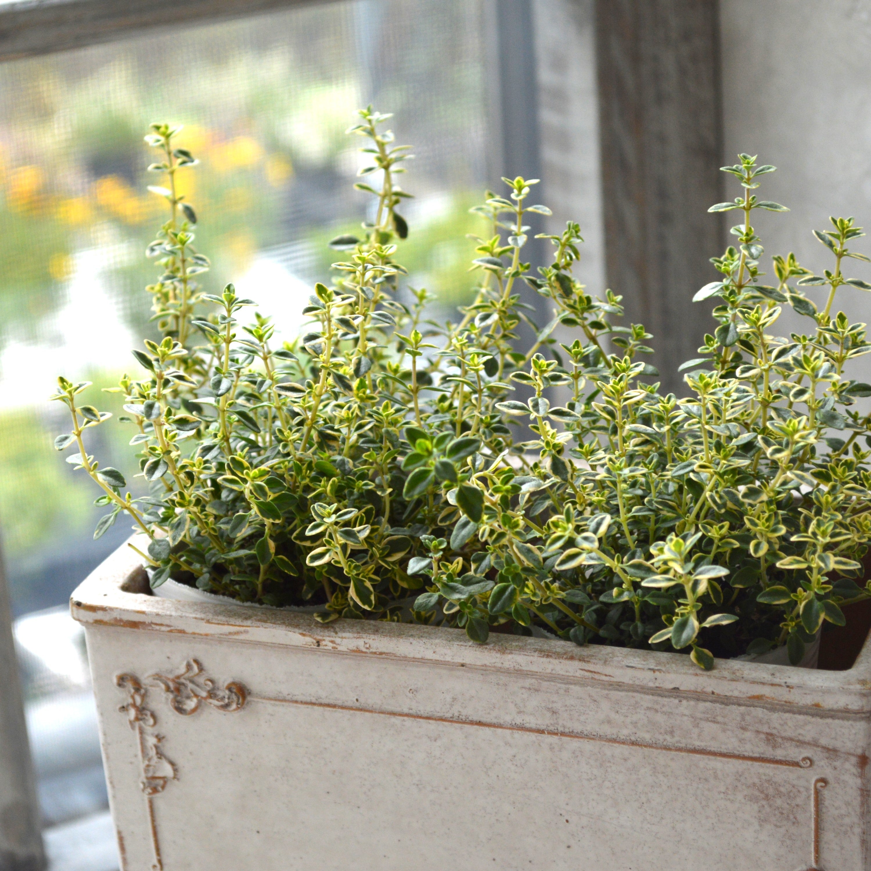 【斑入り】 ゴールデンタイム 2.5寸POT