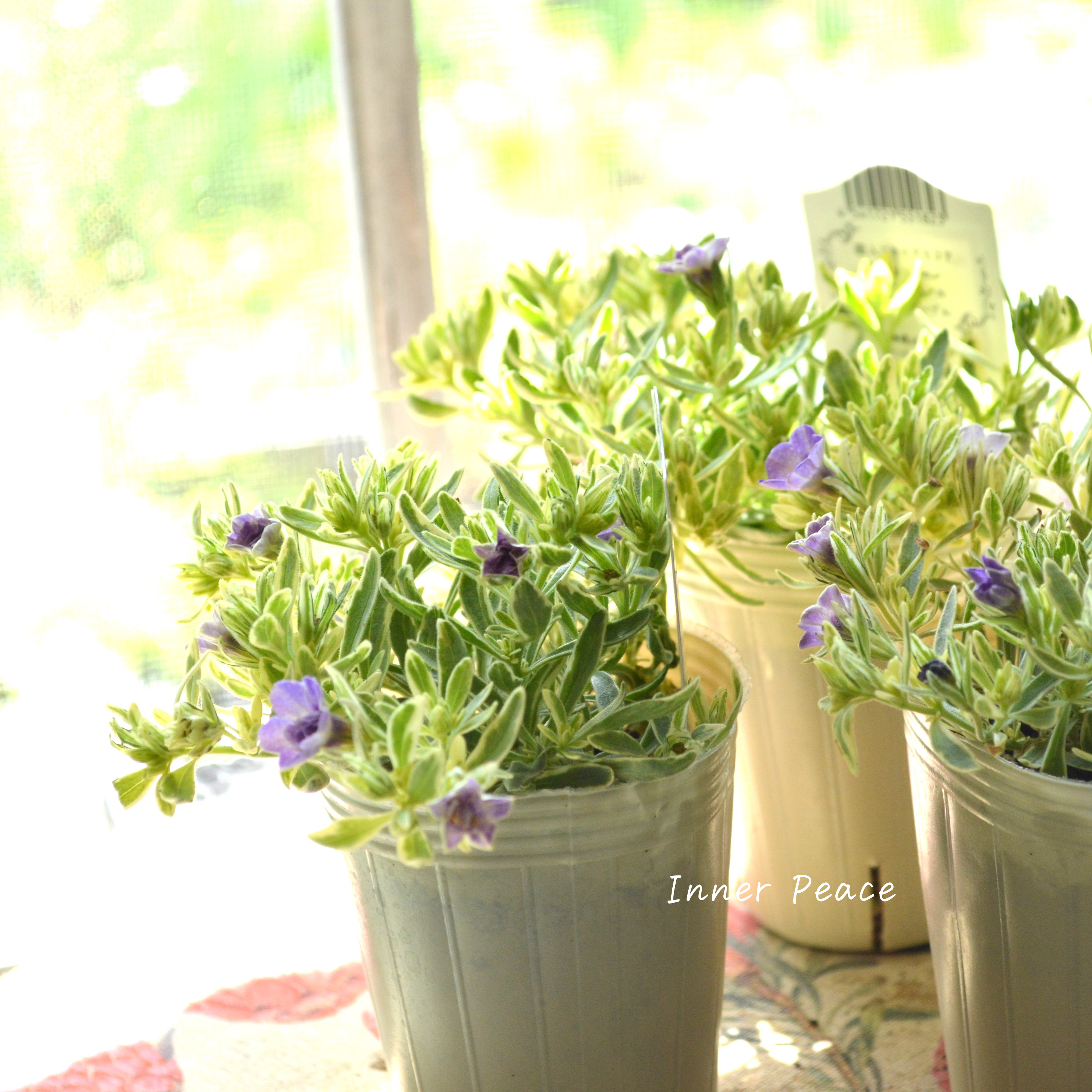 【斑入り】 Sale! カリブラコア 『ボンヌユムール・マジックパープル』 2.5寸POT