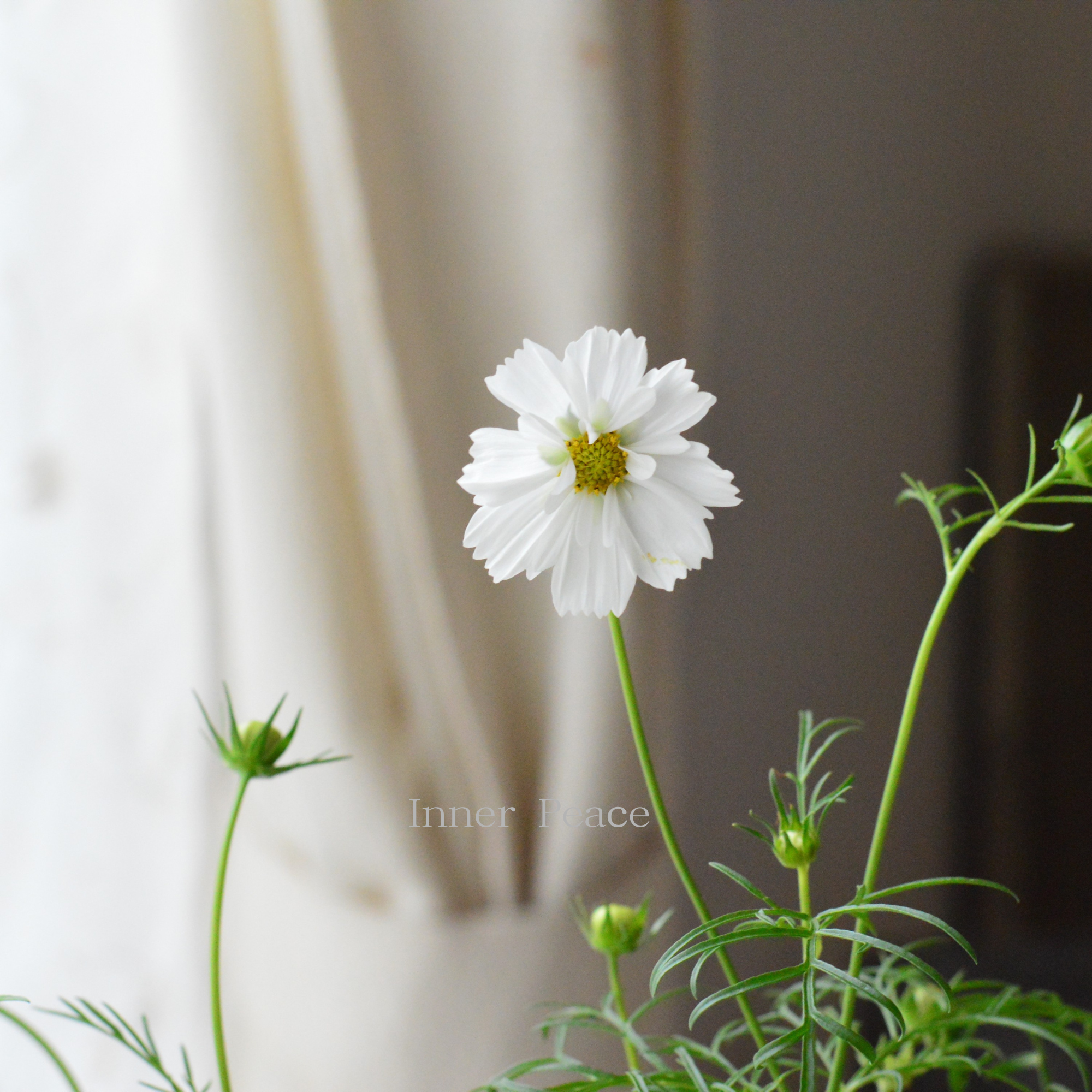 【人気】 コスモス 『ダブルクリック・スノーパフ』 3寸ロングPOT