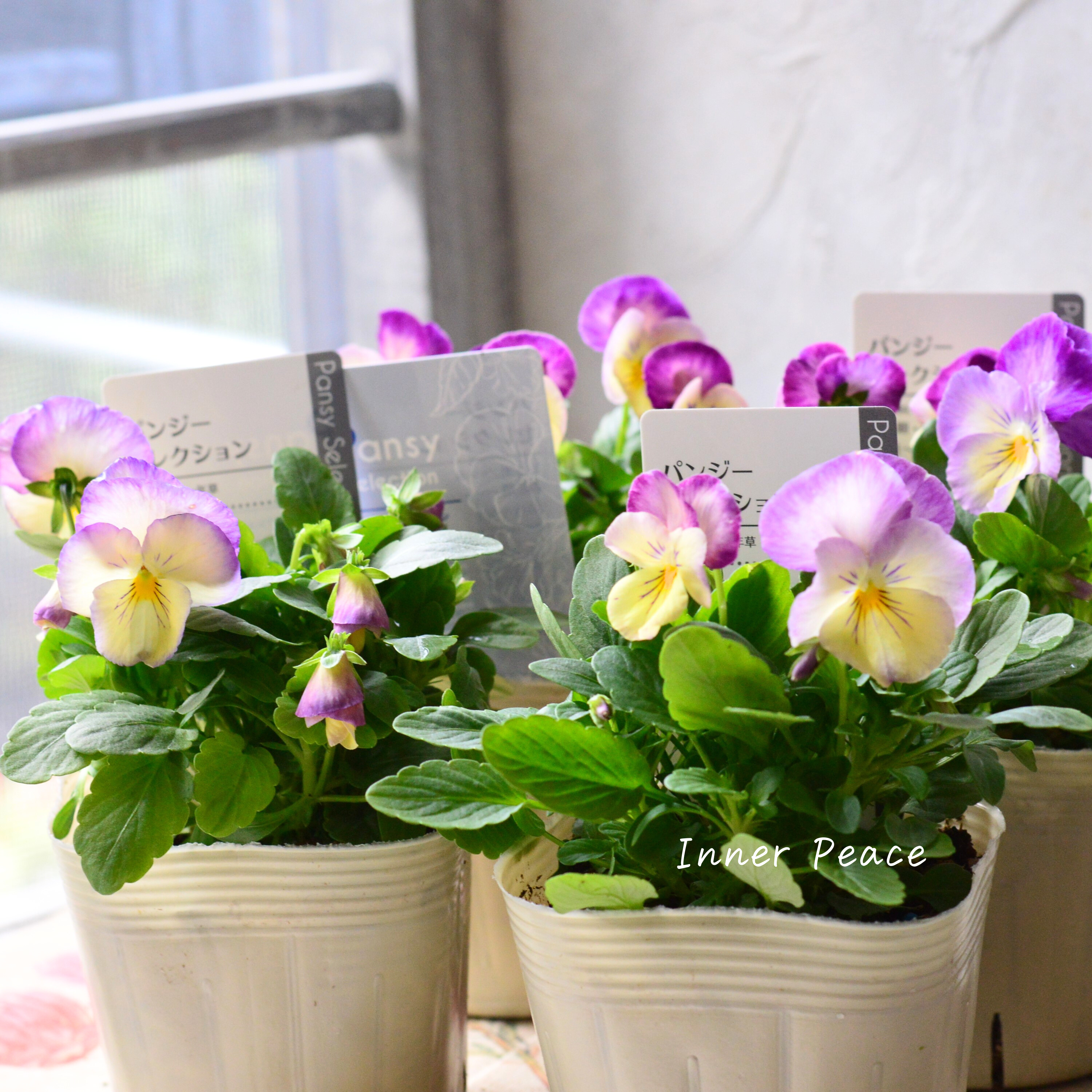 【かわいい】 パンジー 『わらく・クリームパープルピコティ』 3.5寸POT