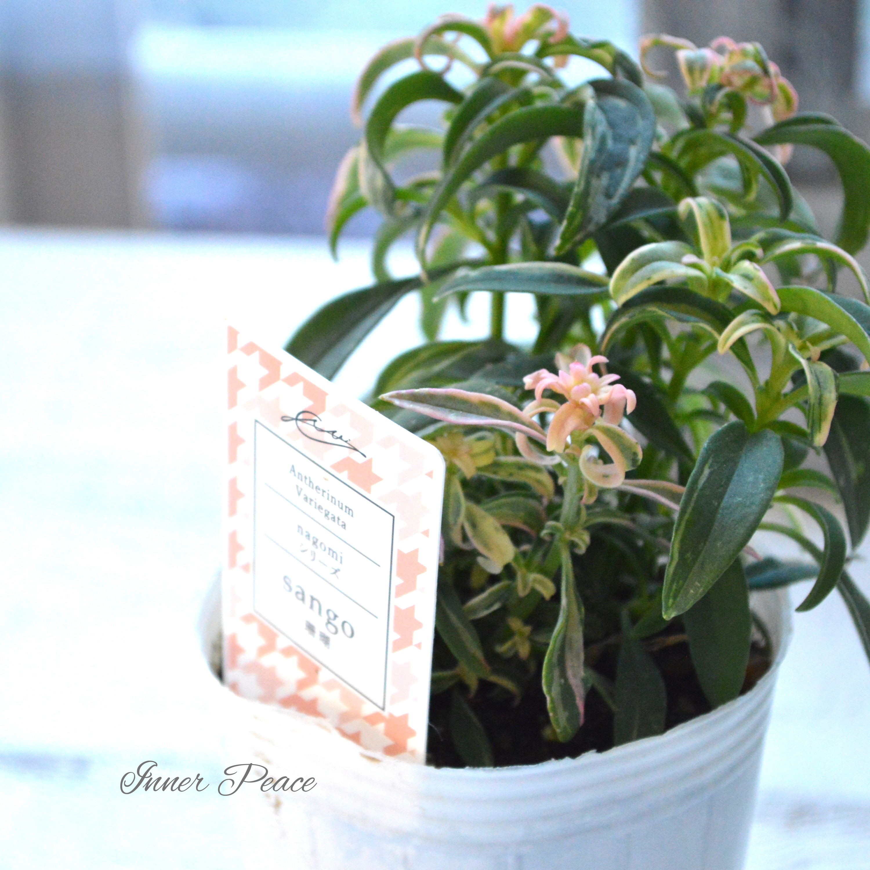 【希少】 キンギョソウ 『nagomiシリーズ・珊瑚』 2.5寸POT