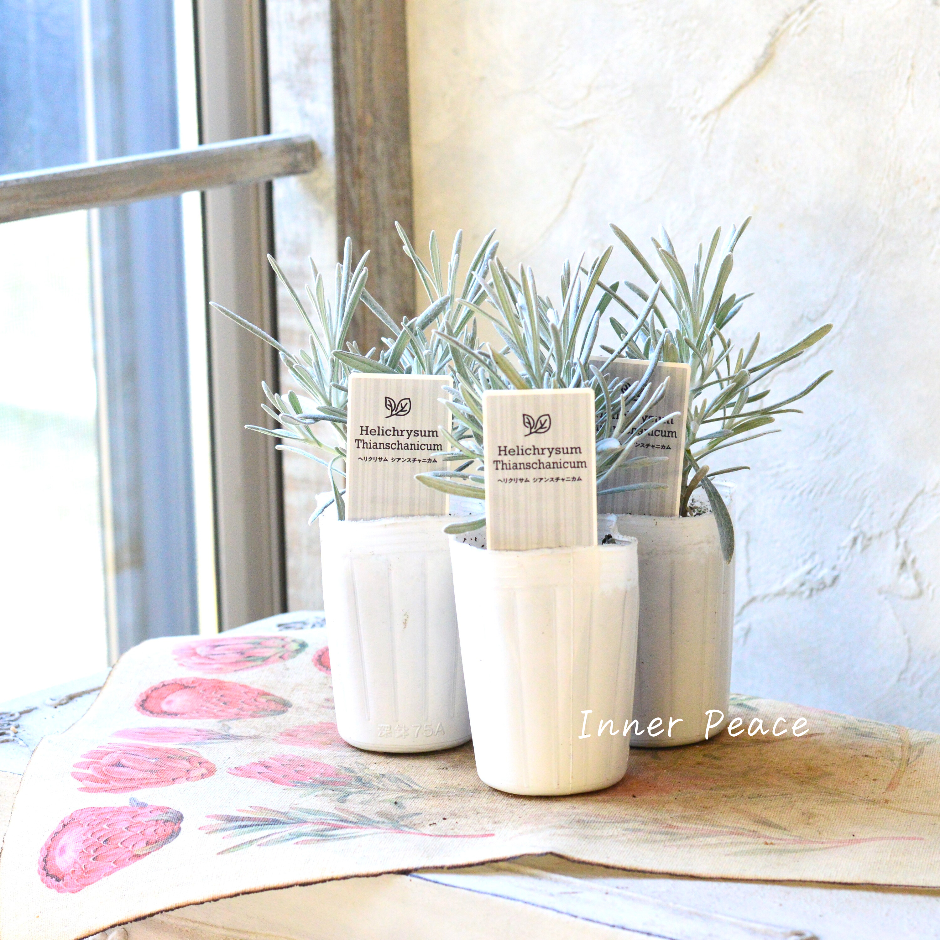 【寄せ植えに】 ヘリクリサム 『シアンスチャニカム』 3寸POT