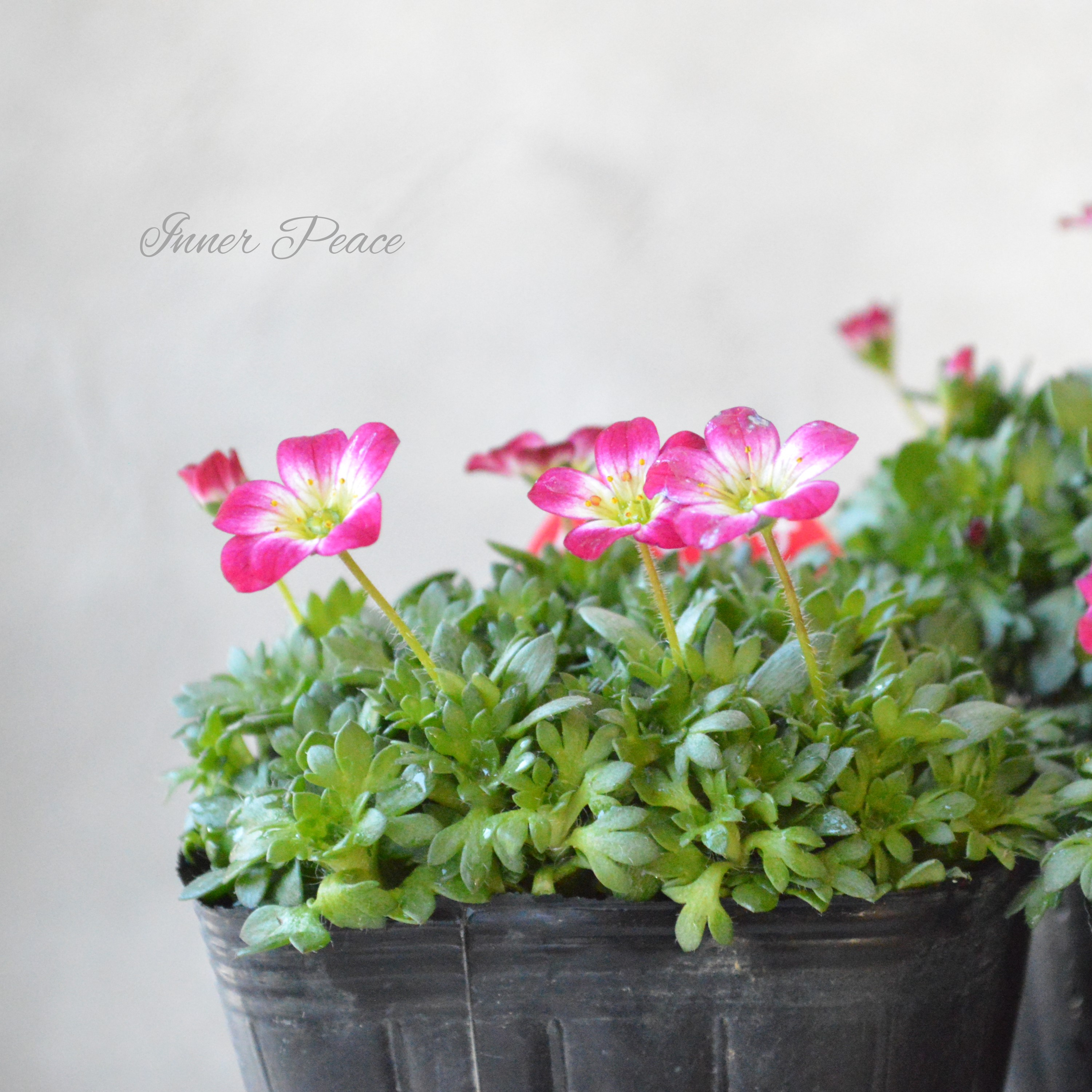 【寒さに強い】 クモマグサ(雲間草) ピンク 3寸POT