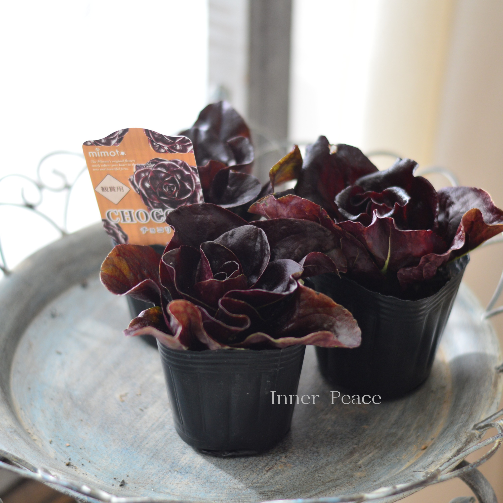 【オシャレ】 観賞用チコリ 『チョコリ』 3寸POT