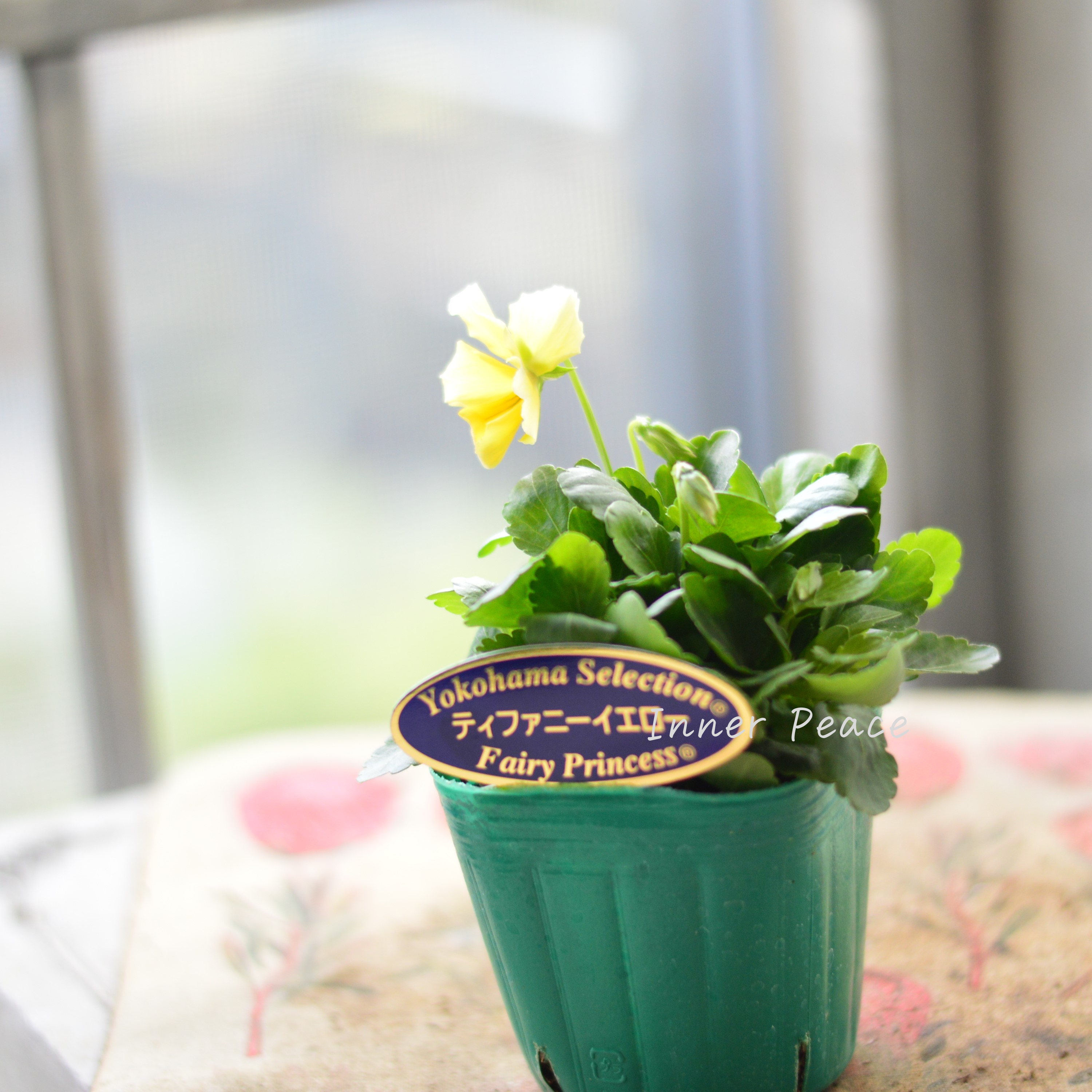【人気】 ビオラ 『横浜セレクション・ティファニーイエロー』 3寸POT