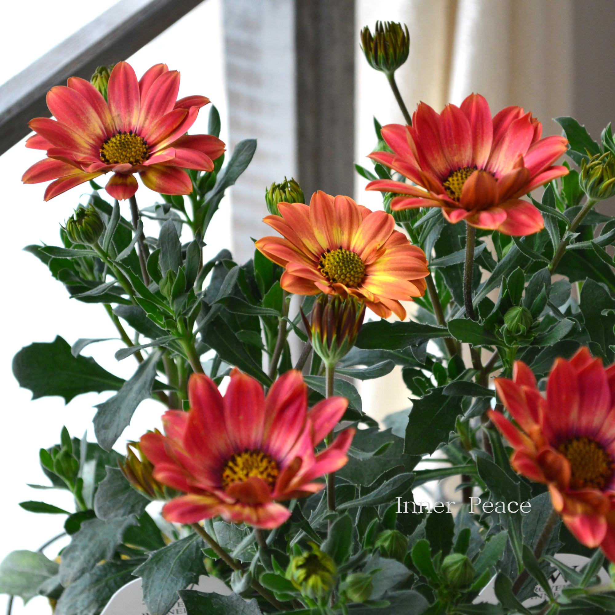 【PW】 オステオスペルマム 『キャンディーフィールズ・ベリーズパイン』 3.5寸POT