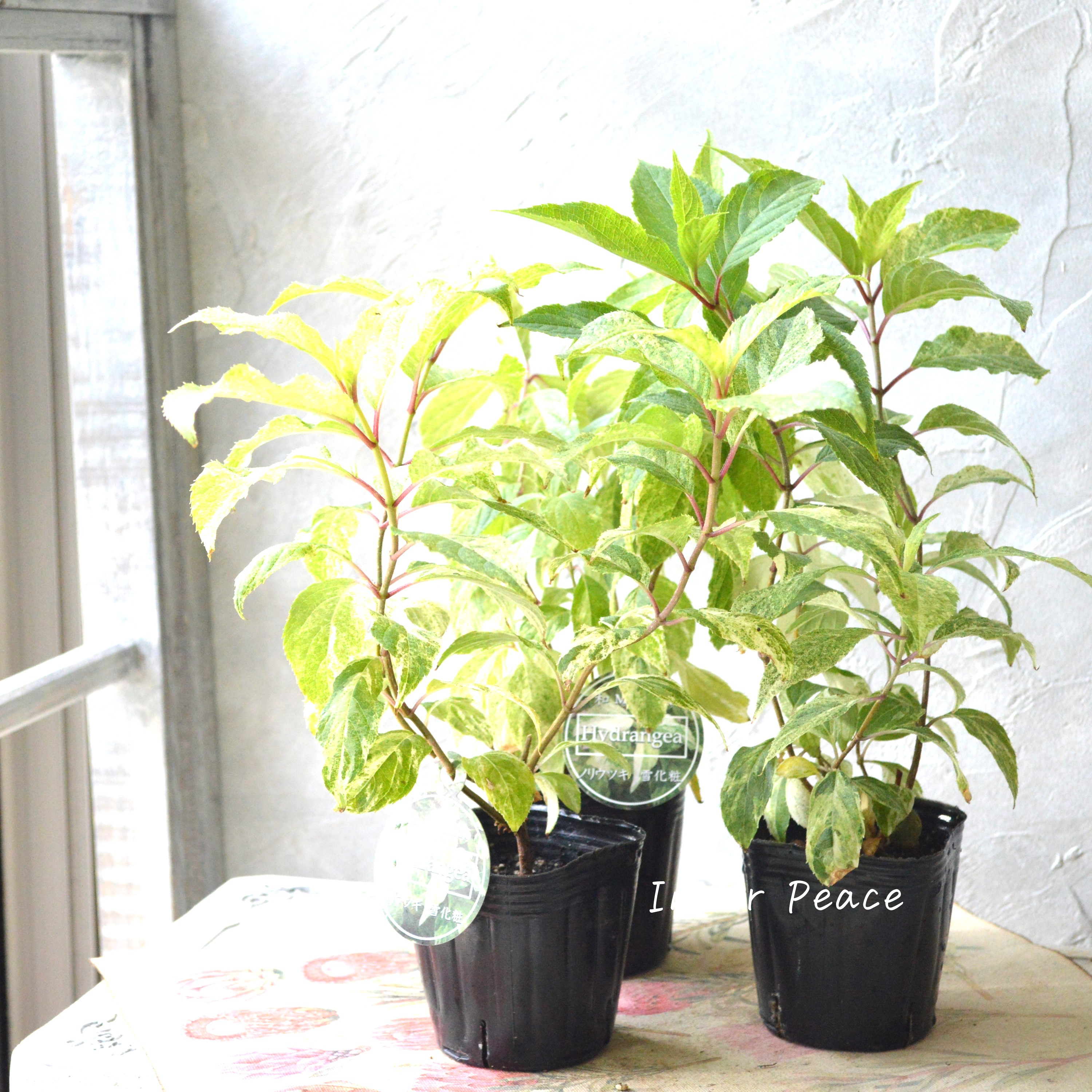 【斑入り】 ノリウツギ 『雪化粧』 3寸POT