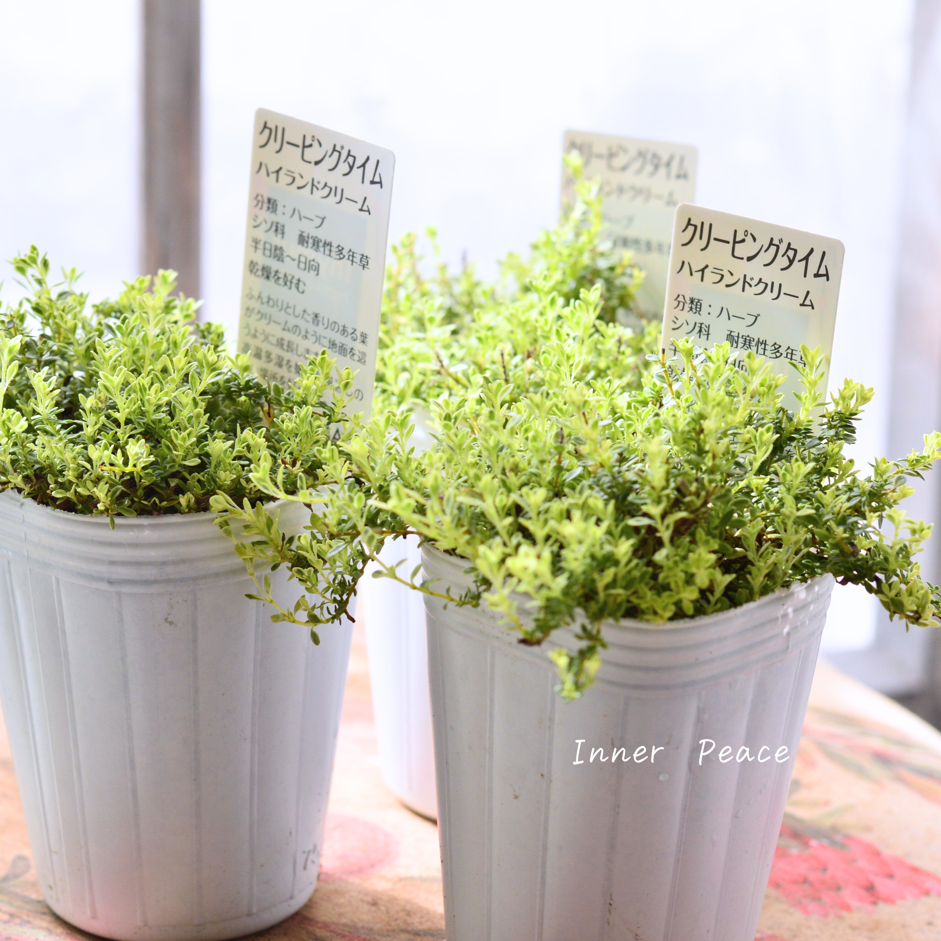 【斑入り】 クリーピングタイム 『ハイランドクリーム』 2.5寸POT