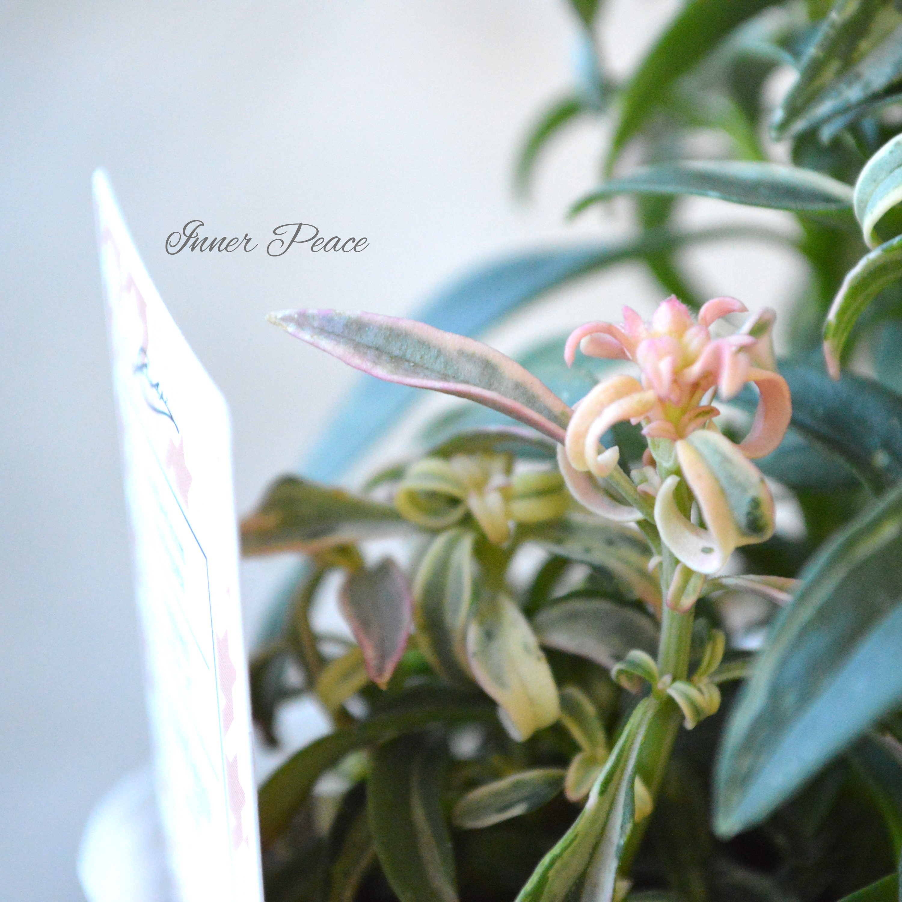 【希少】 キンギョソウ 『nagomiシリーズ・珊瑚』 2.5寸POT