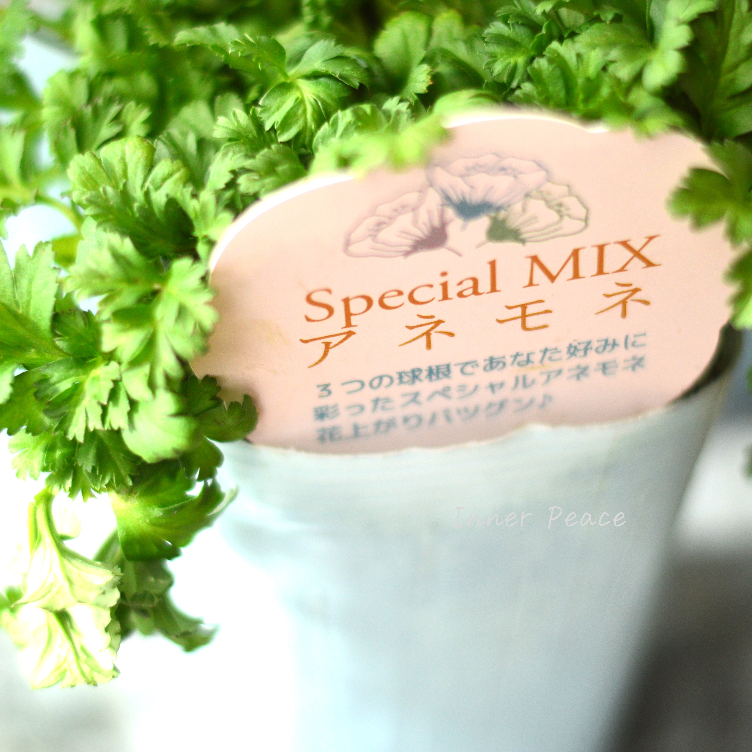 【神花園さん】 3本植え! 八重咲きスペシャルミックスアネモネ 『ブルー』 3.5寸ロングPOT