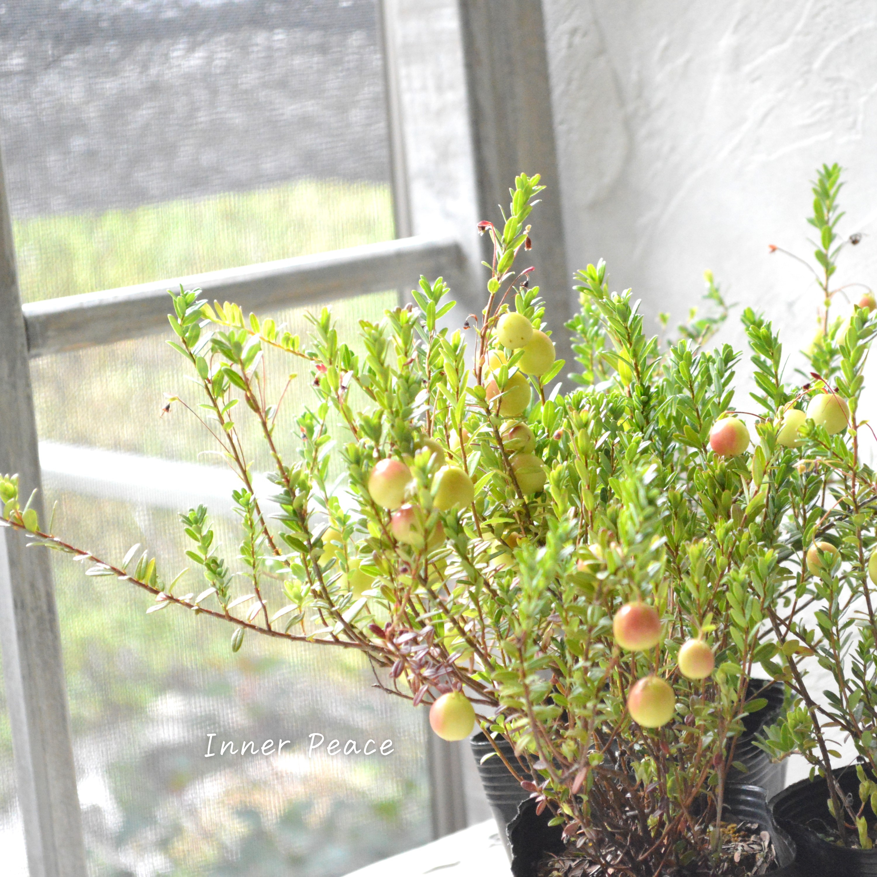 【かわいい】 クランベリー 『和名:つるこけもも』 3.5寸POT