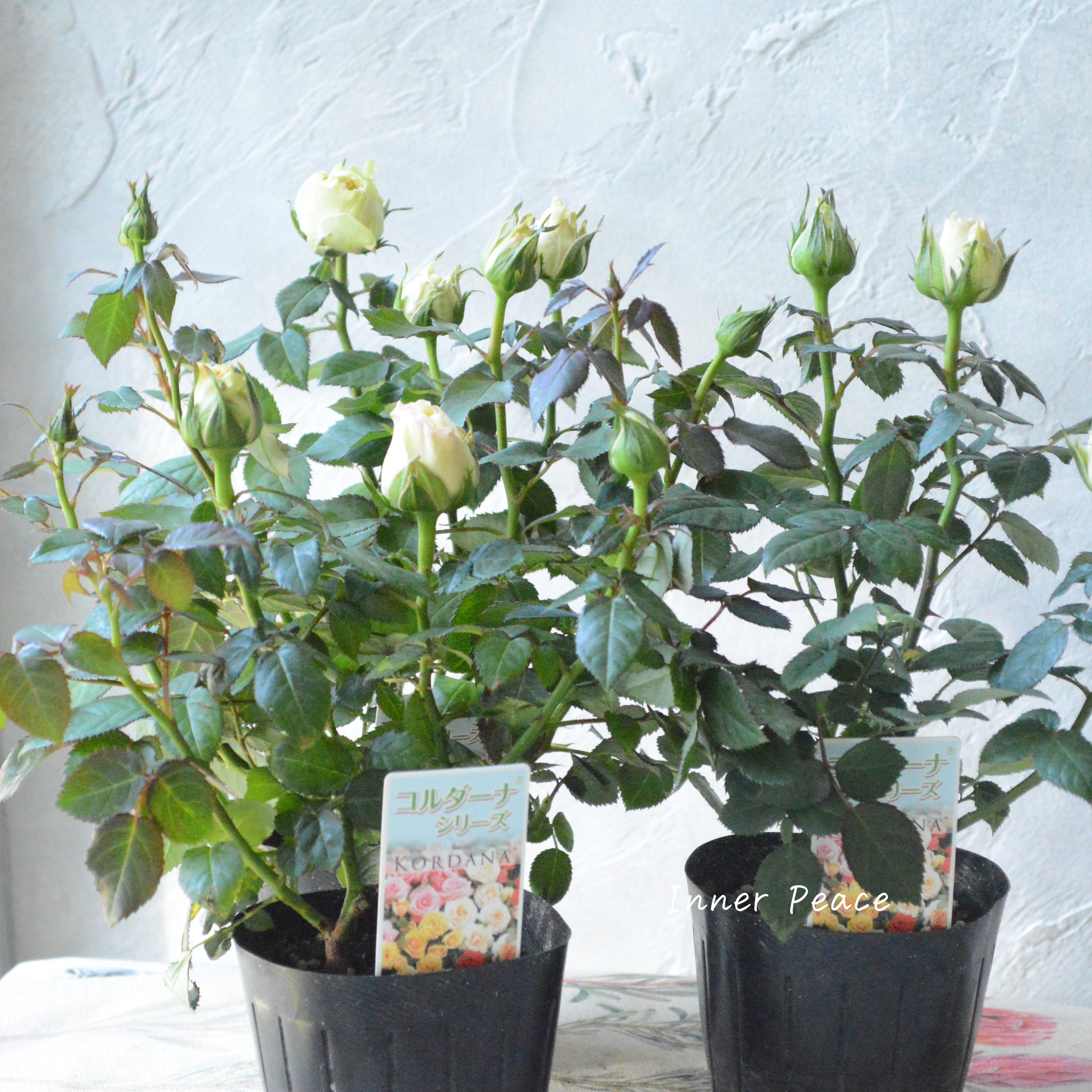 【分割できる】 ミニ薔薇 『コルダナ・パール』 3寸POT