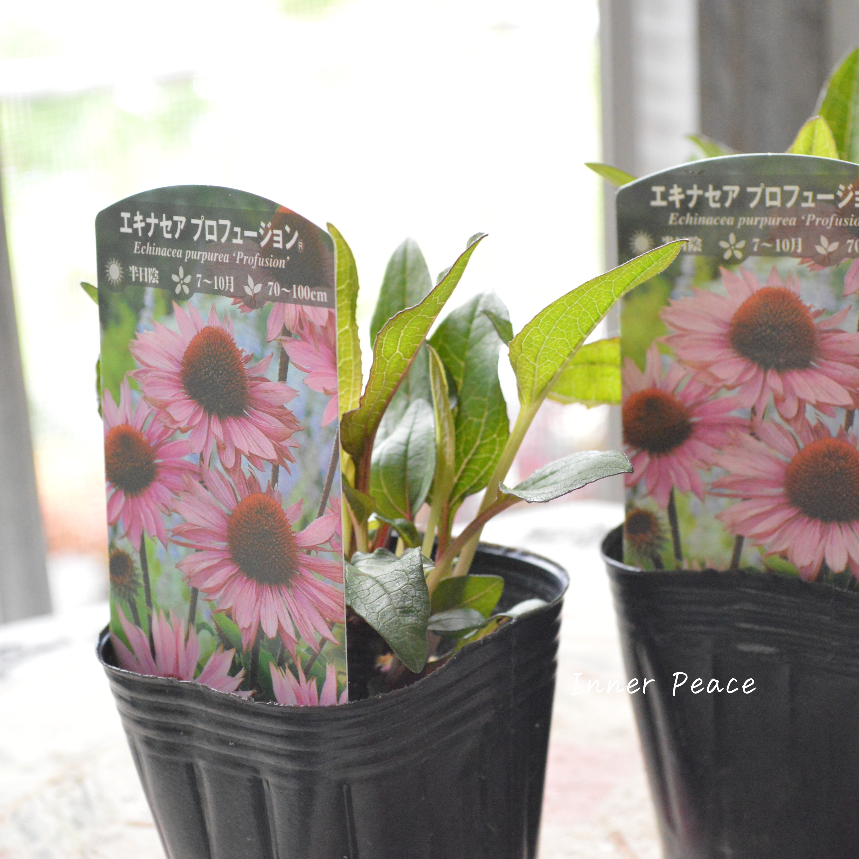 【暑さ寒さに強い】 エキナセア 『プロフュージョン』植え込み用 3寸POT