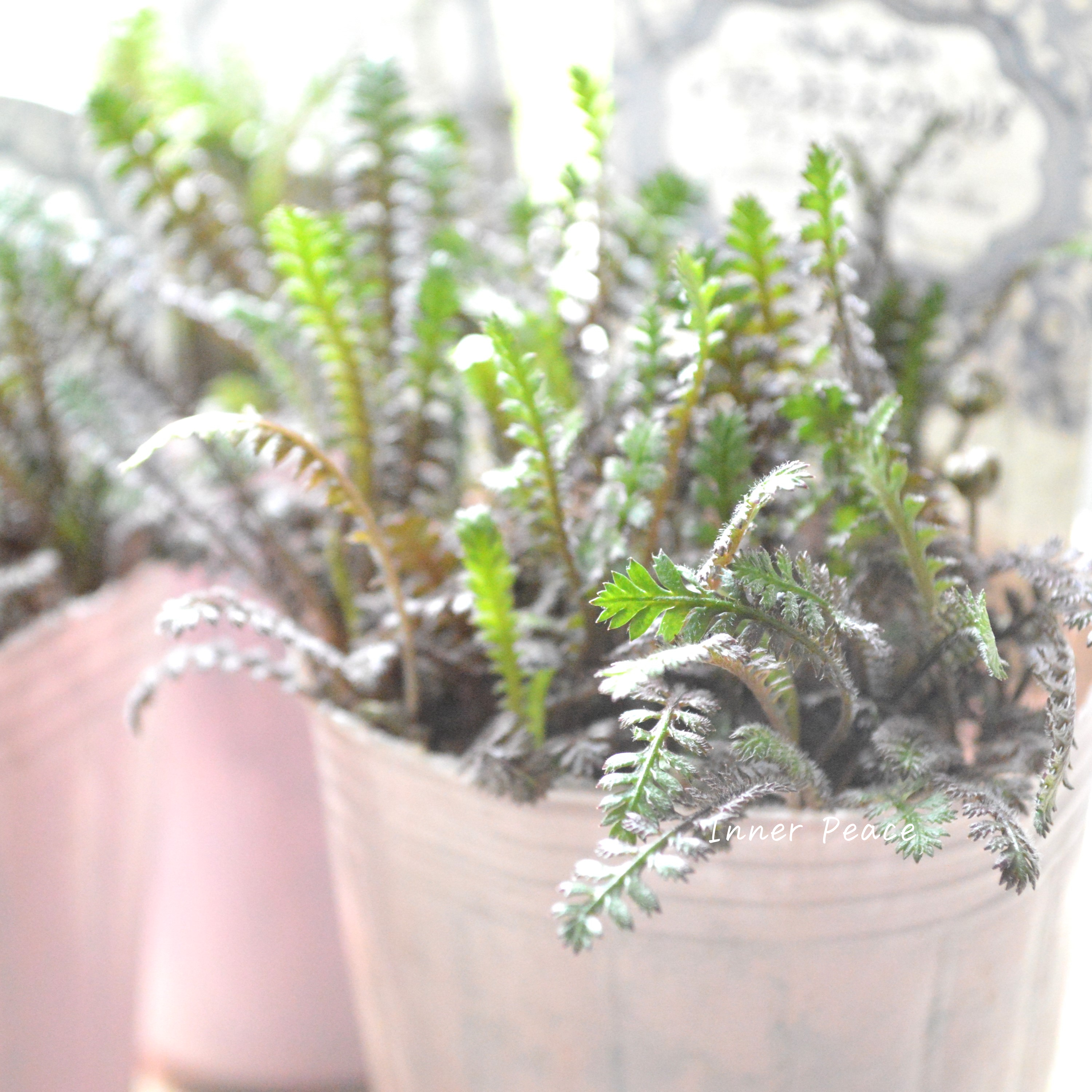 【個性的】 レプティネラ スクウォリダ 『プラッツブラック』 2.5寸POT