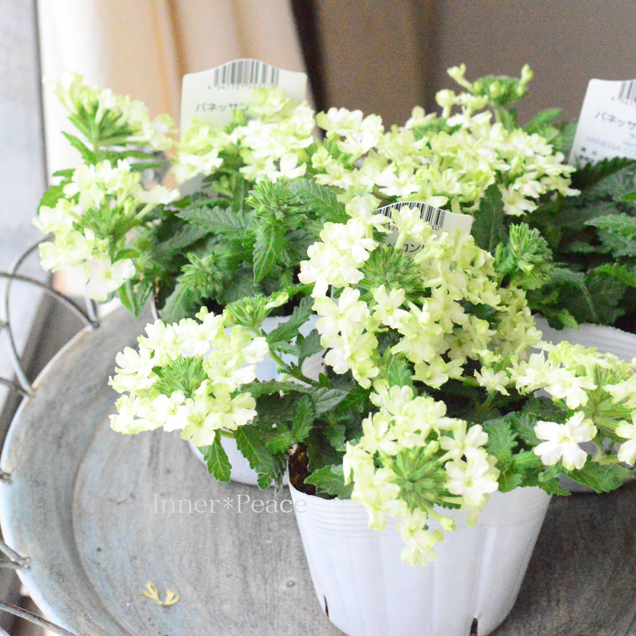 はなはな。 0d3a4b7e41d2508a20f4ab0d6b8f0c