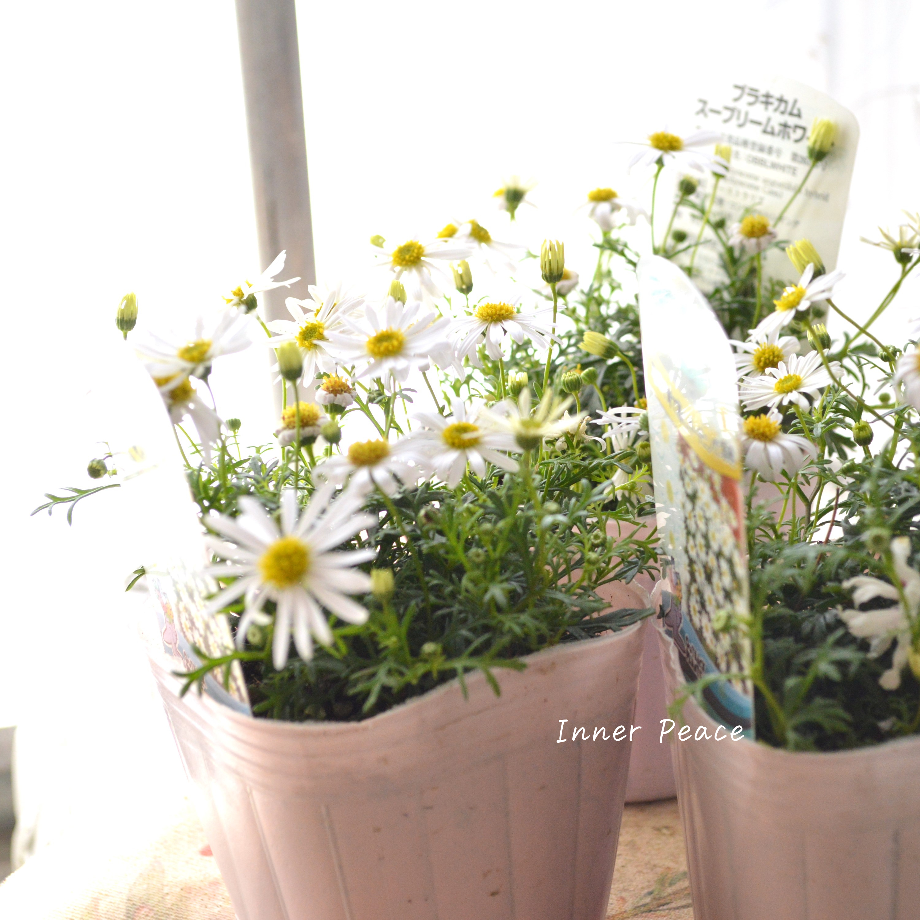 【かわいい】 ブラキカム 『スープリームホワイト』 3寸POT