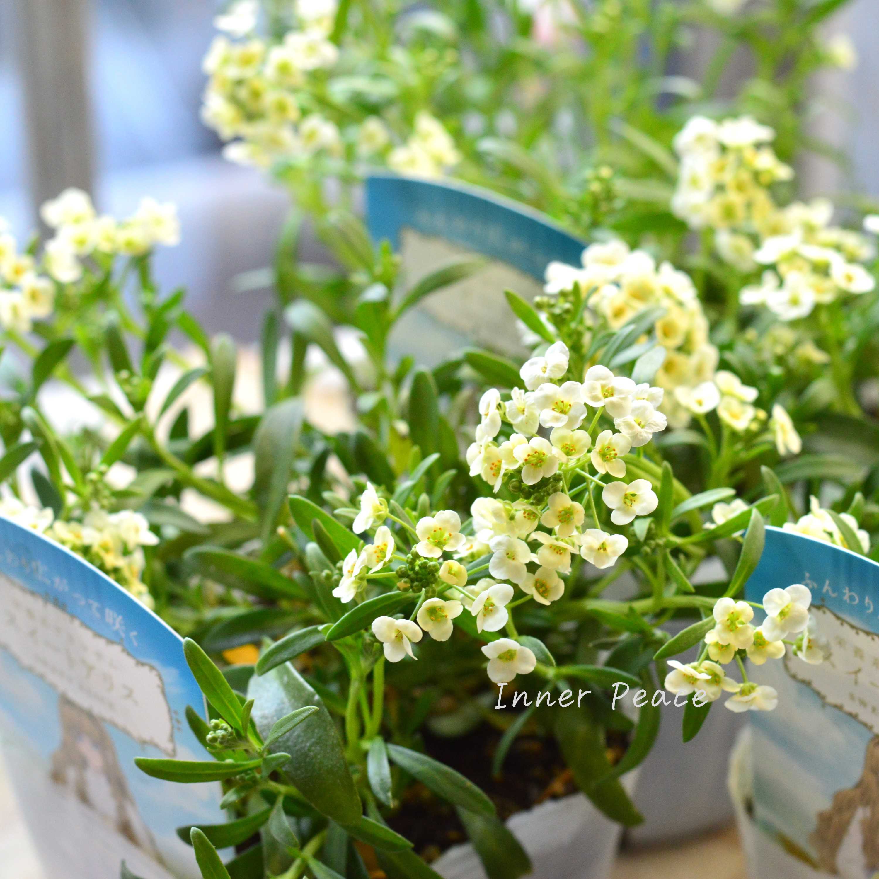 【栄養系】 スイートアリッサム 『スイートアリス・シャンパン』 3.5寸POT