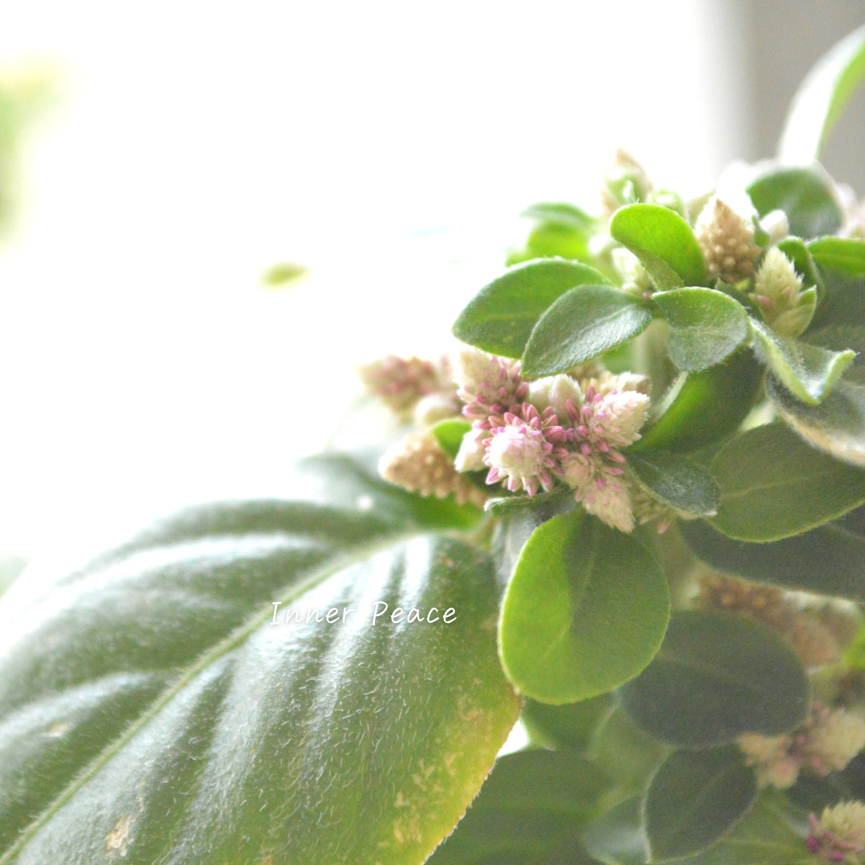 【かわいい】 アルテルナンテラ 『ミライ』 3寸POT