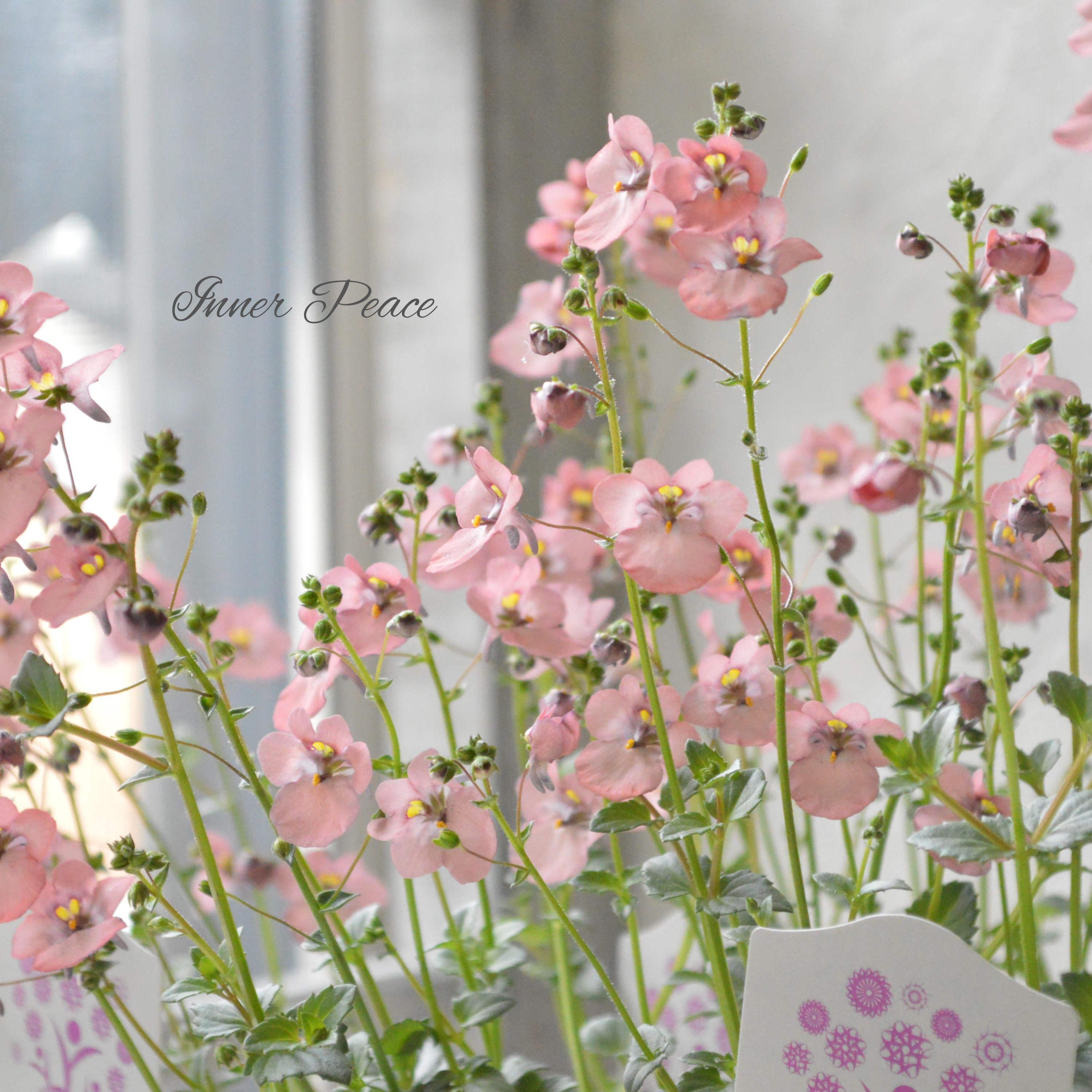 【ナラフラさん】 ディアスシア 『グレーアッシュピーチ』 3寸ロングPOT