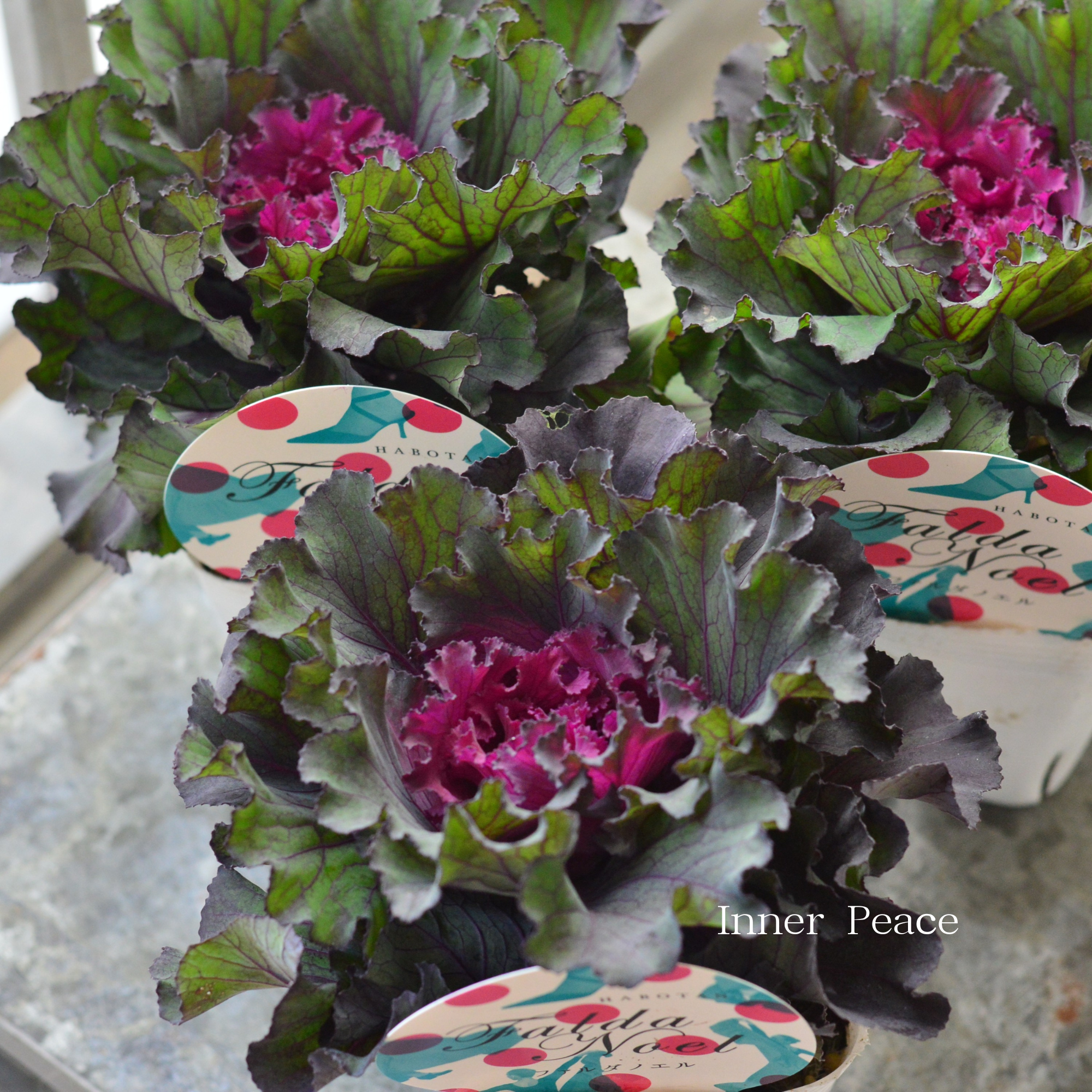 【寄せ植えに】 葉牡丹 『ファルダノエル』 3寸POT