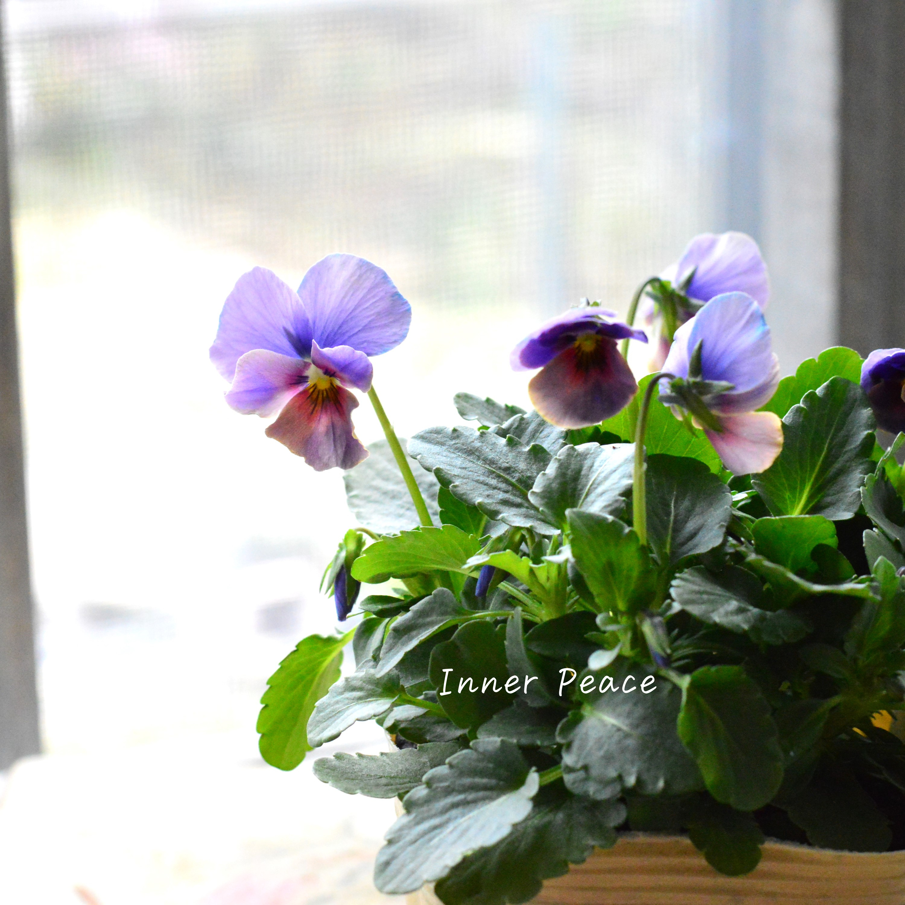 【美しい】 ビオラ 『evolve ~エボルベ~ 』 ブルー系 3.5寸POT