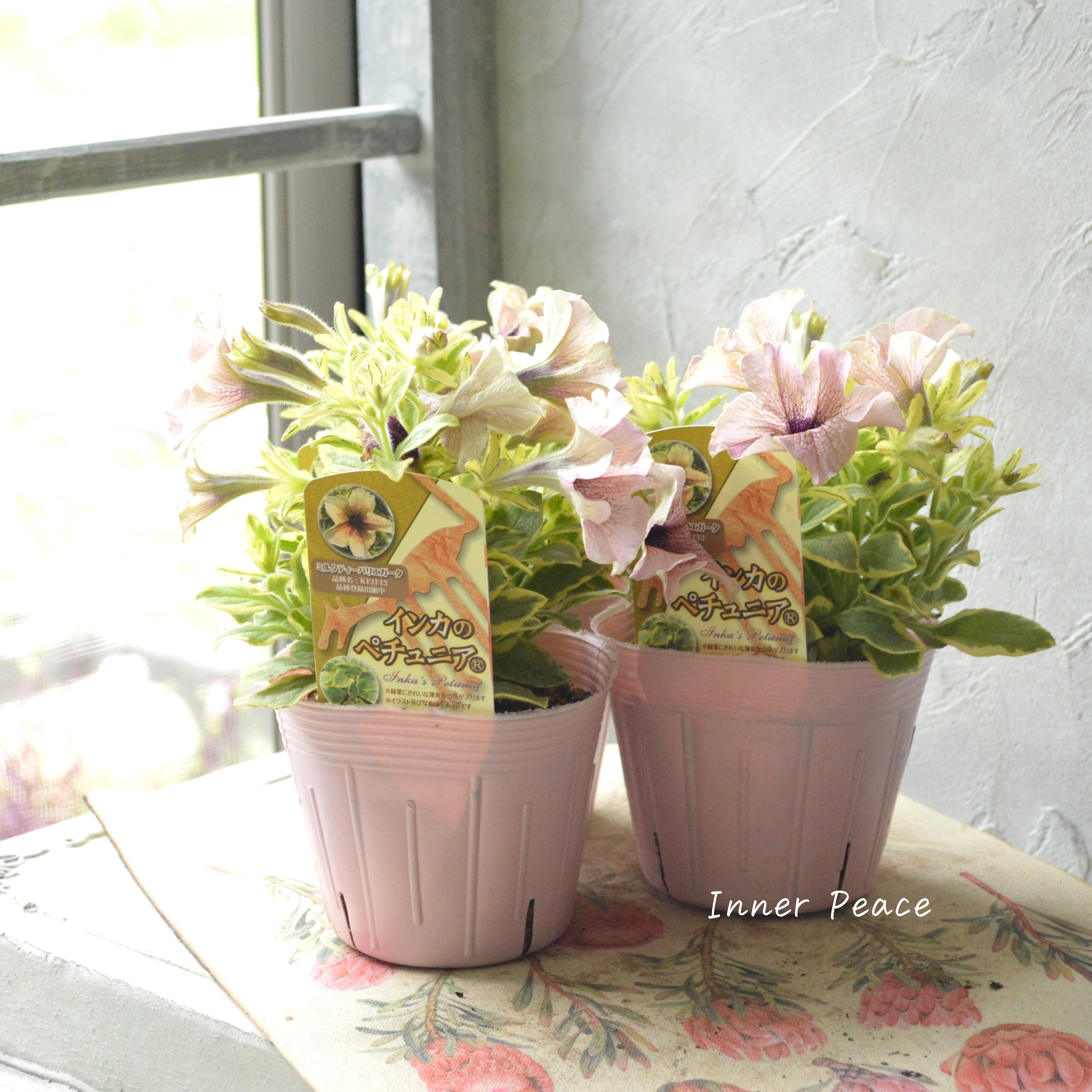 【斑入り】 ペチュニア 『インカのペチュニア・ミルクティーバリエガータ』 3.5寸POT