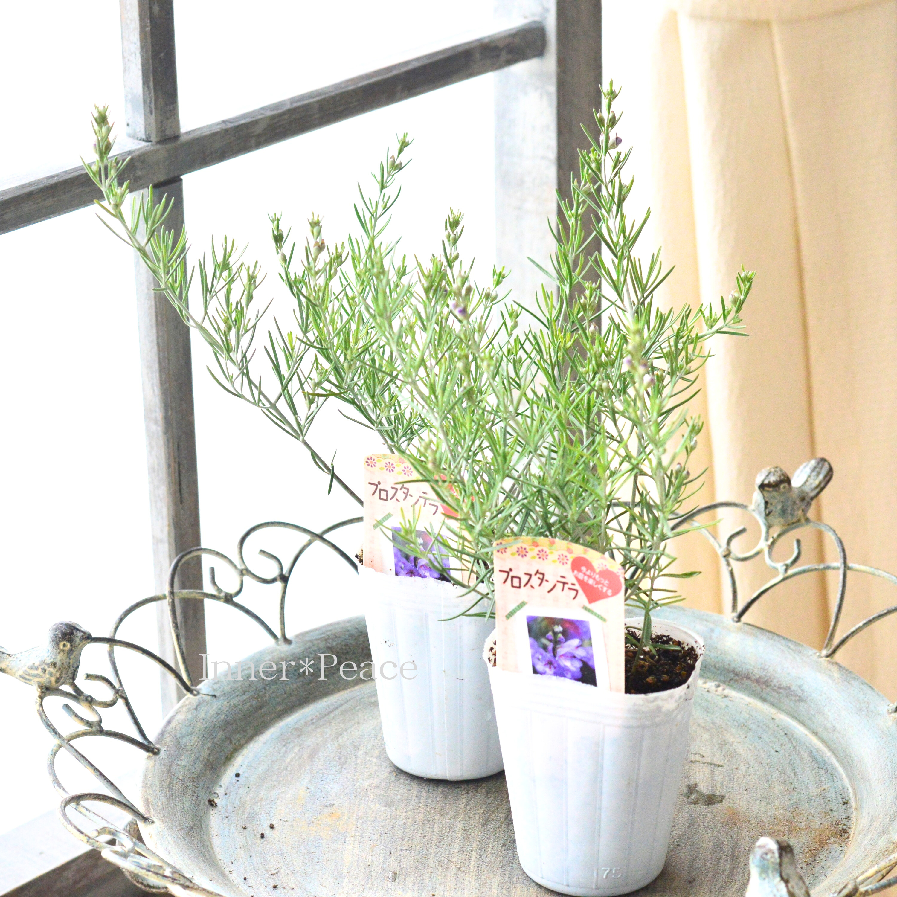 【常緑】 プロスタンテラ(ミントブッシュ) 2.5寸POT