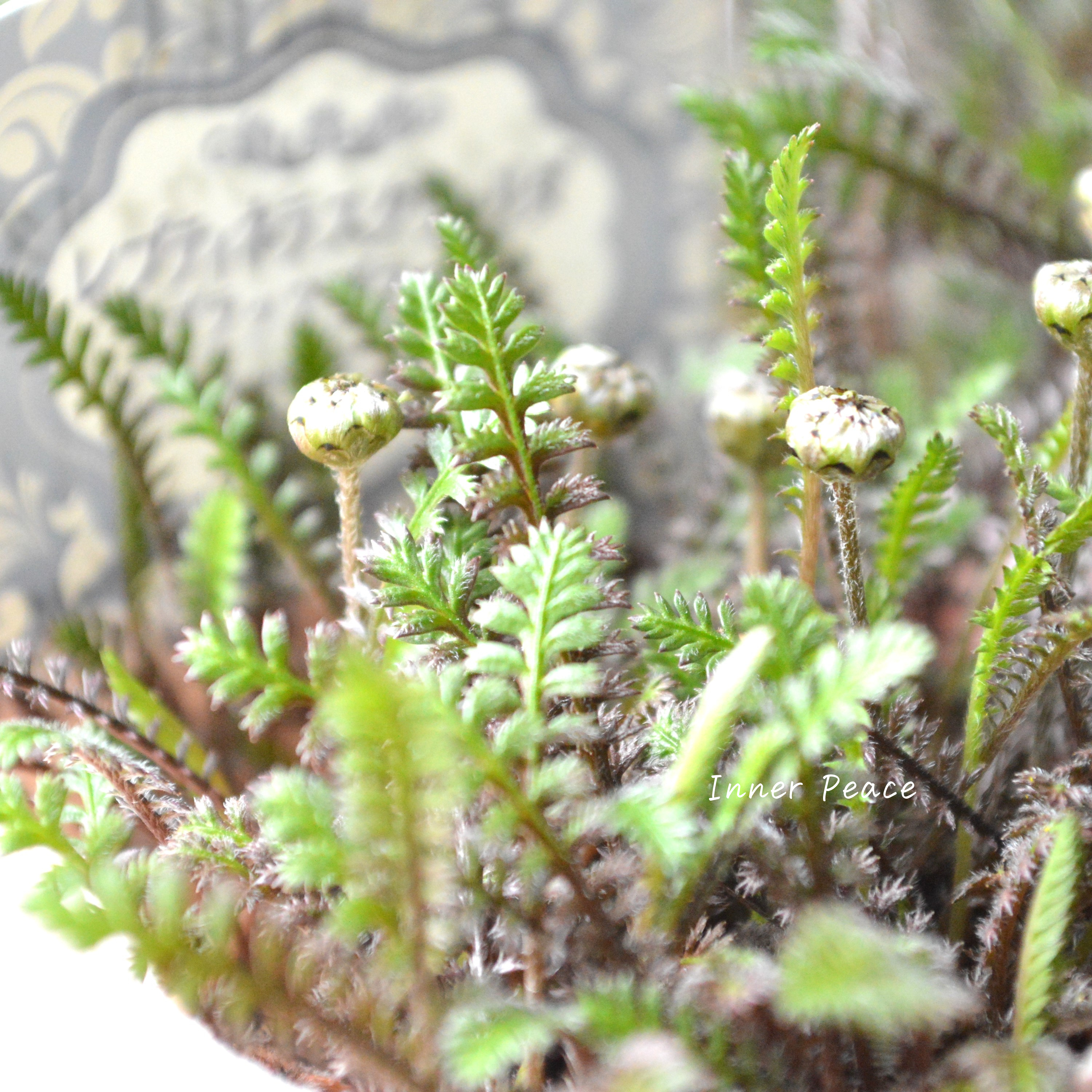 【個性的】 レプティネラ スクウォリダ 『プラッツブラック』 2.5寸POT