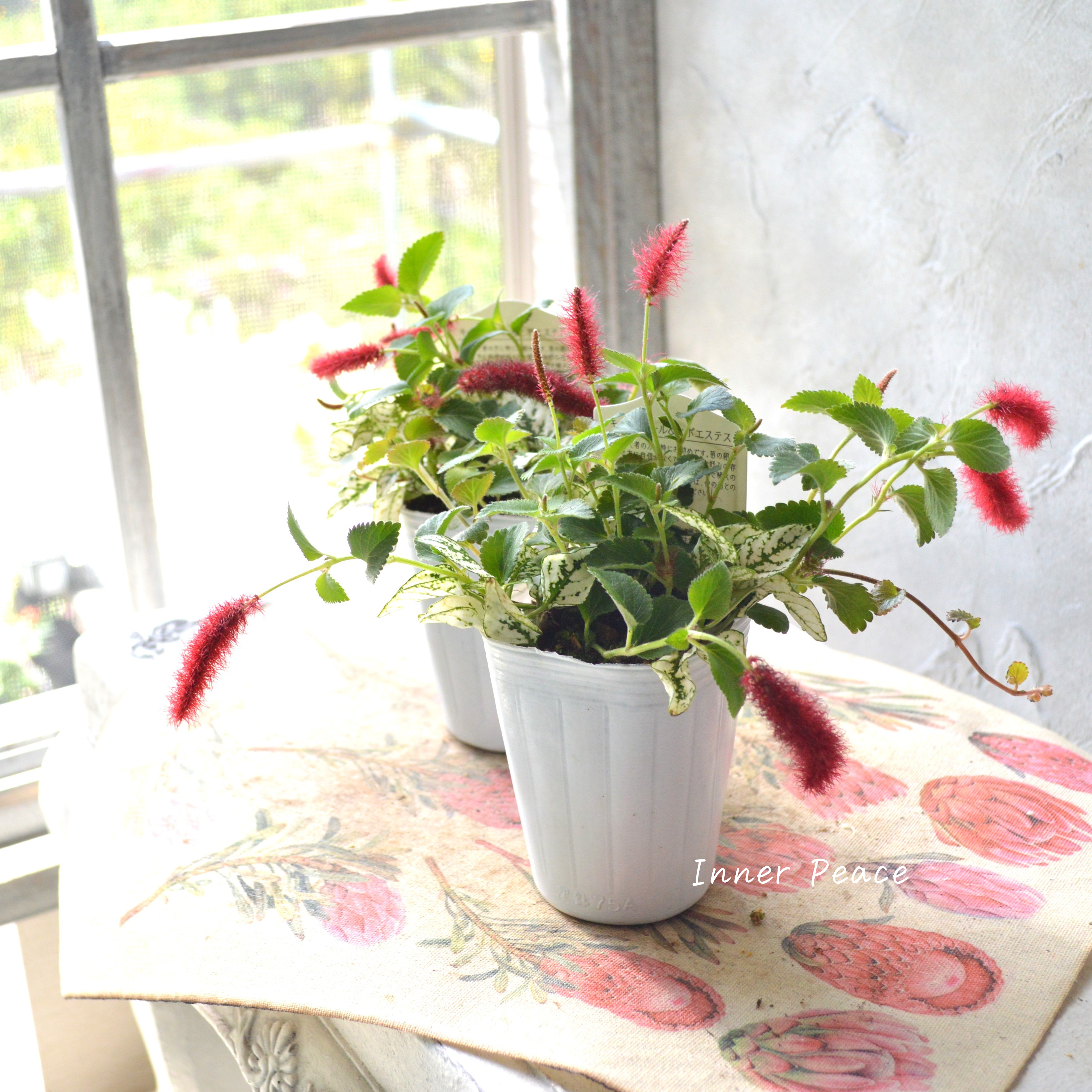 【寄せ植えに】 ヒポキャット(ヒポエステス白+キャッツテール) 2.5寸ロングPOT