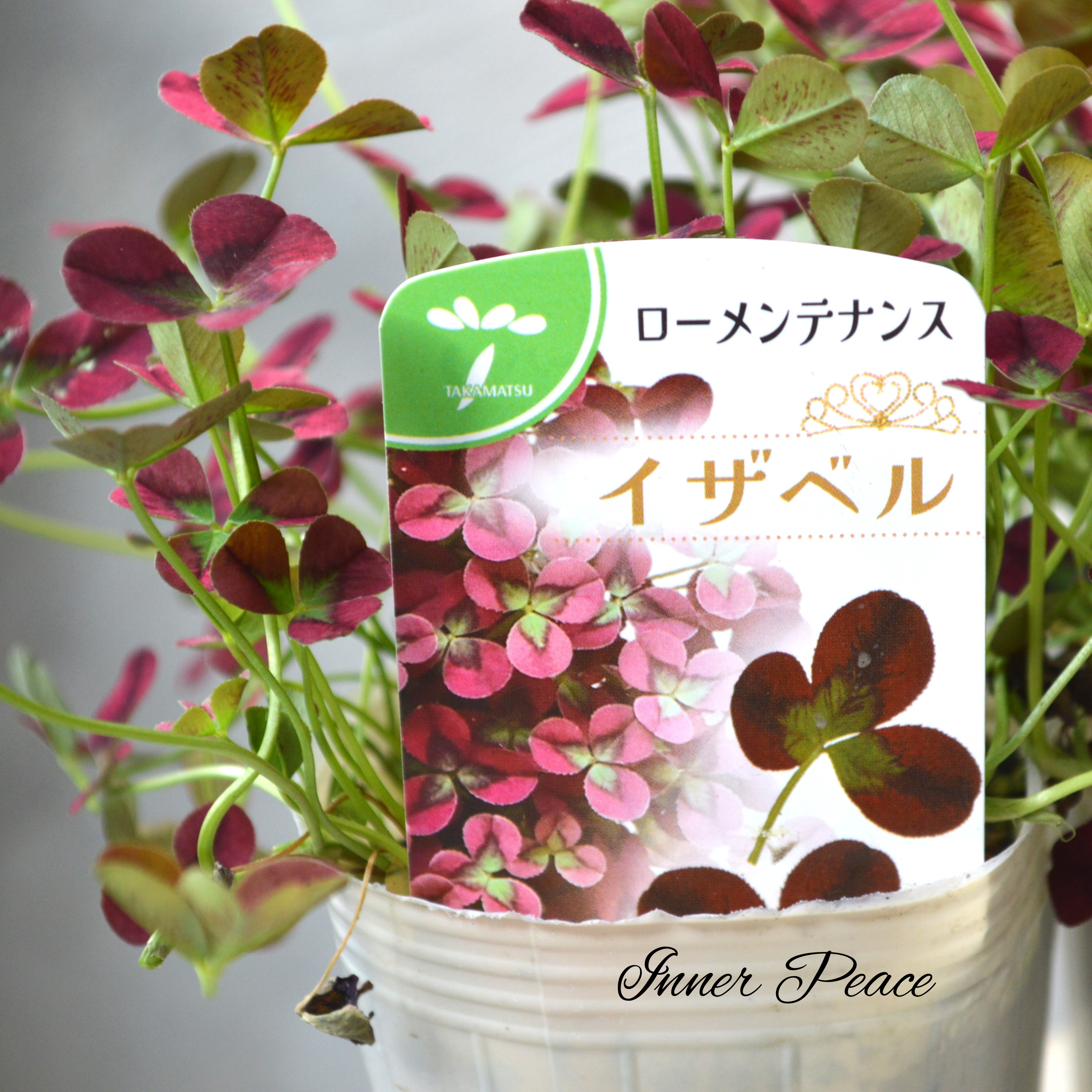 【かわいい】 プリンセスクローバー 『イザベル』 2.5寸ロングPOT