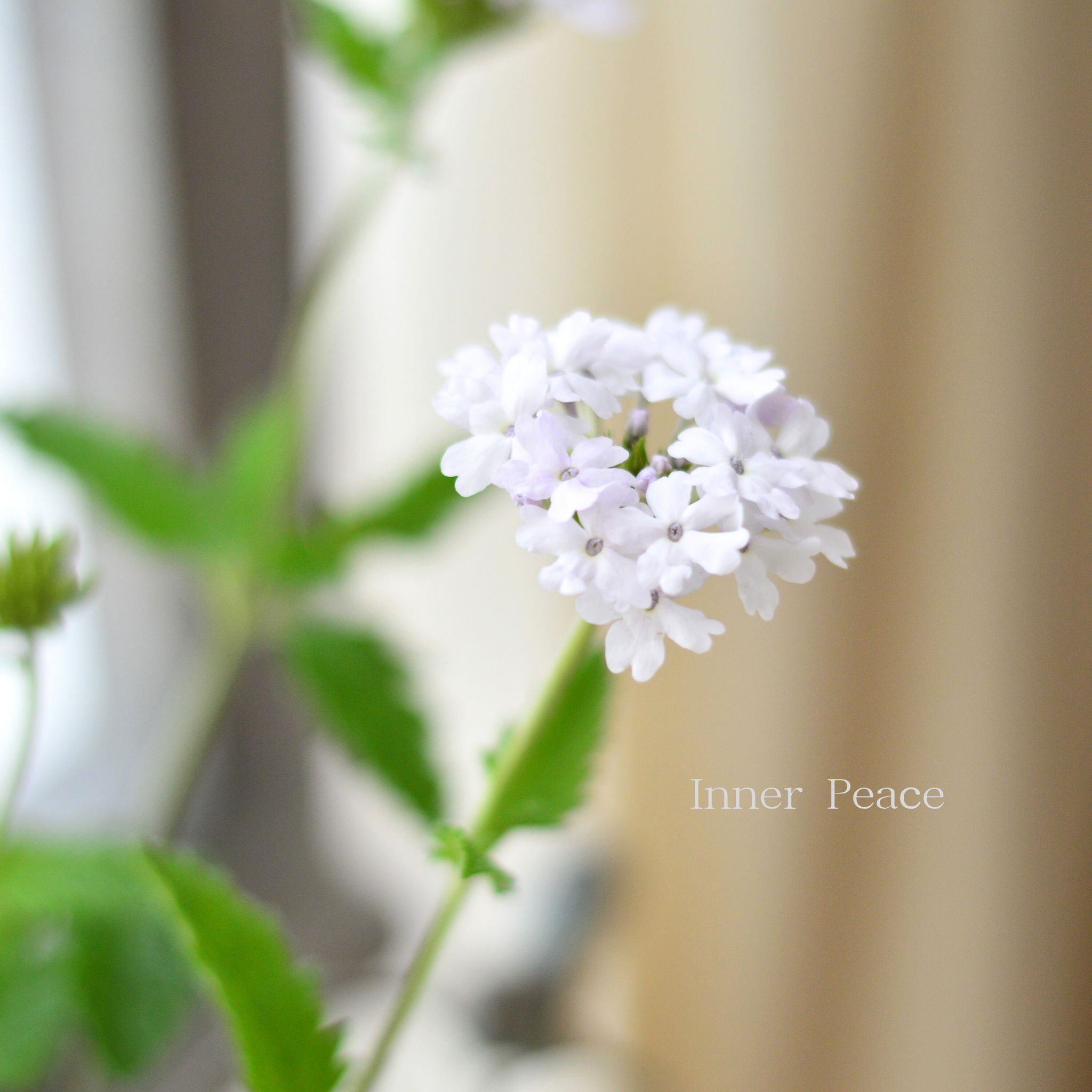 宿根】 バーベナ 『ホワイトスター』 3.5寸POT