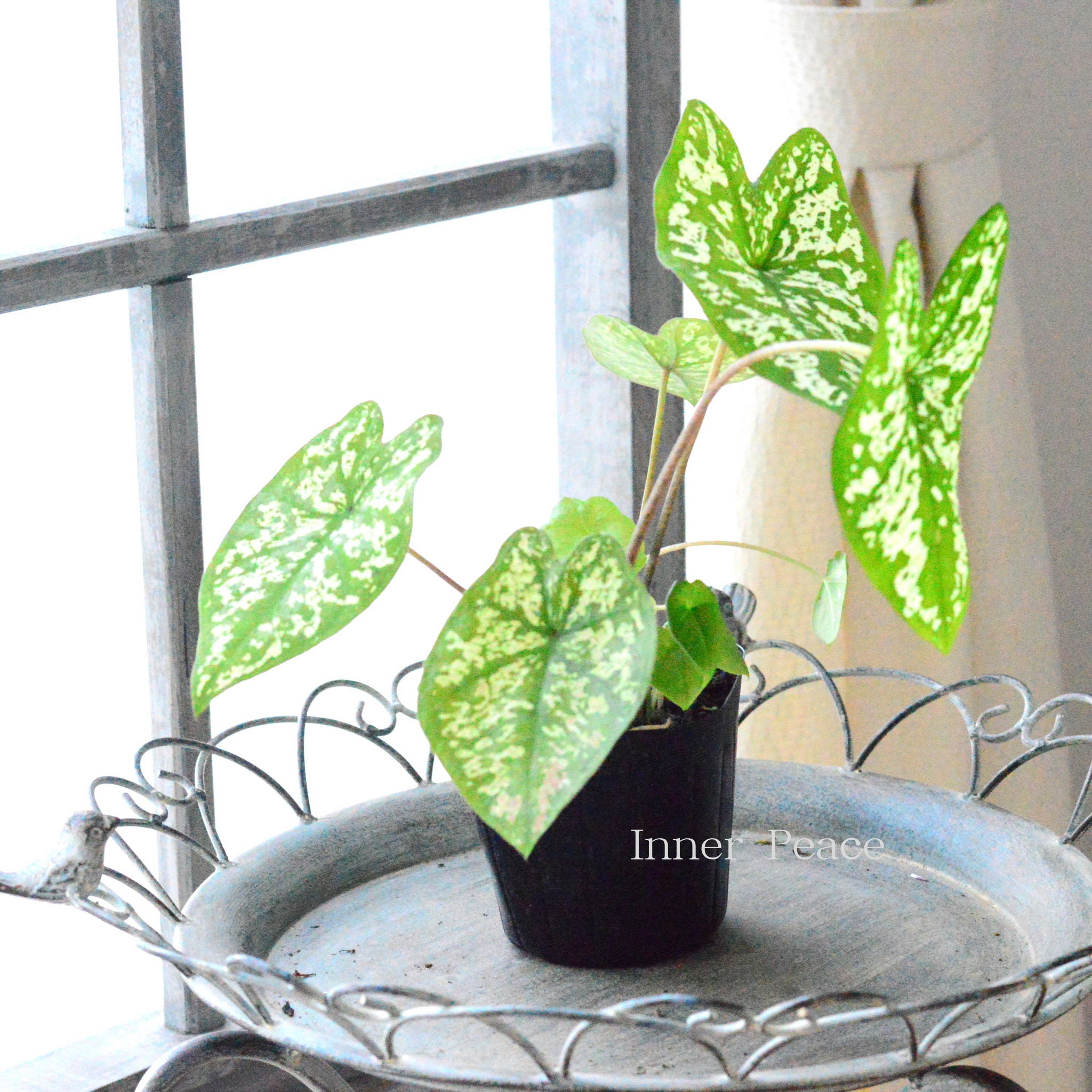 0dc0afe9dee2813f5089d826301611