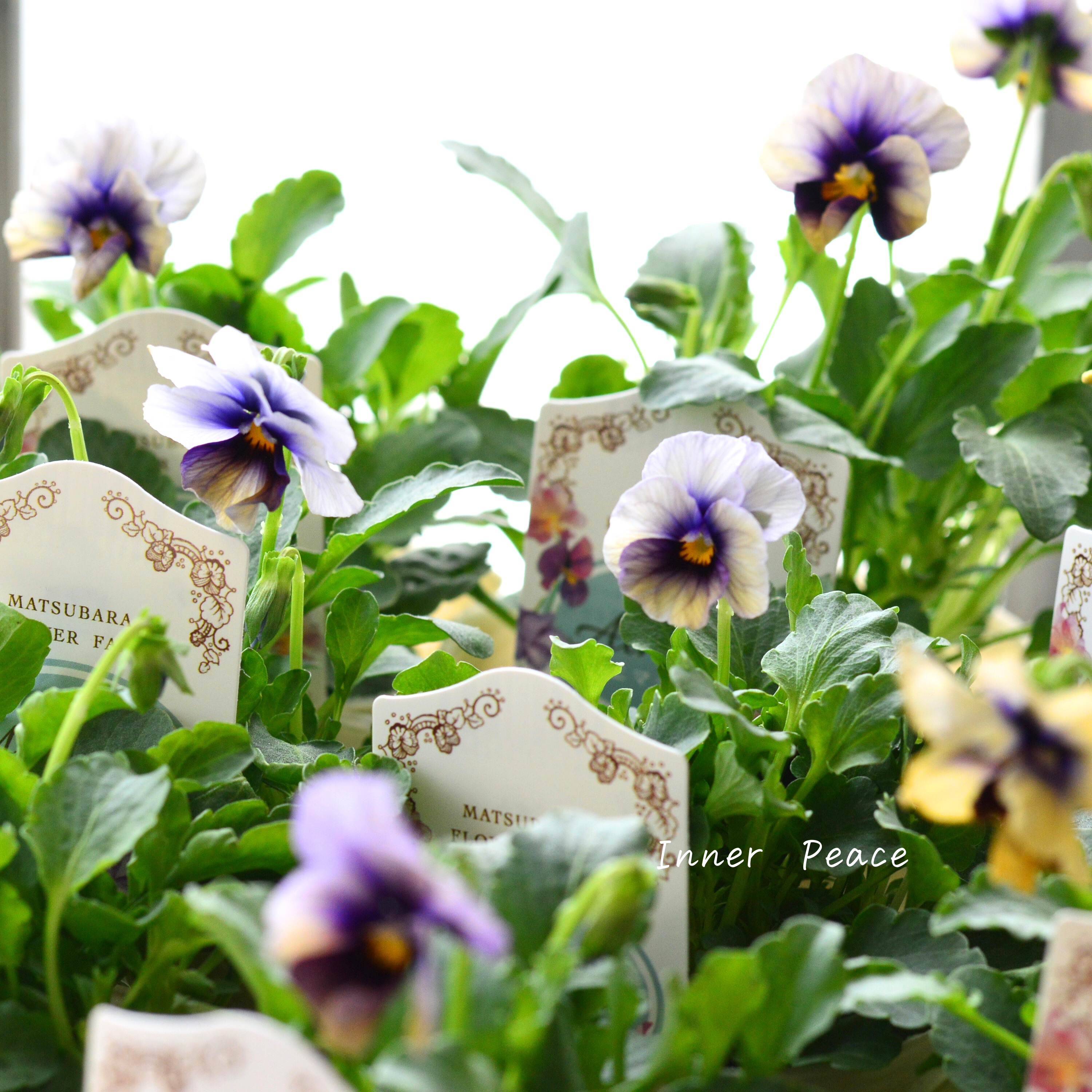 【マツバラフラワーファームさん】 ビオラ 『エマーブル・ムーンライト』 3寸ロングPOT
