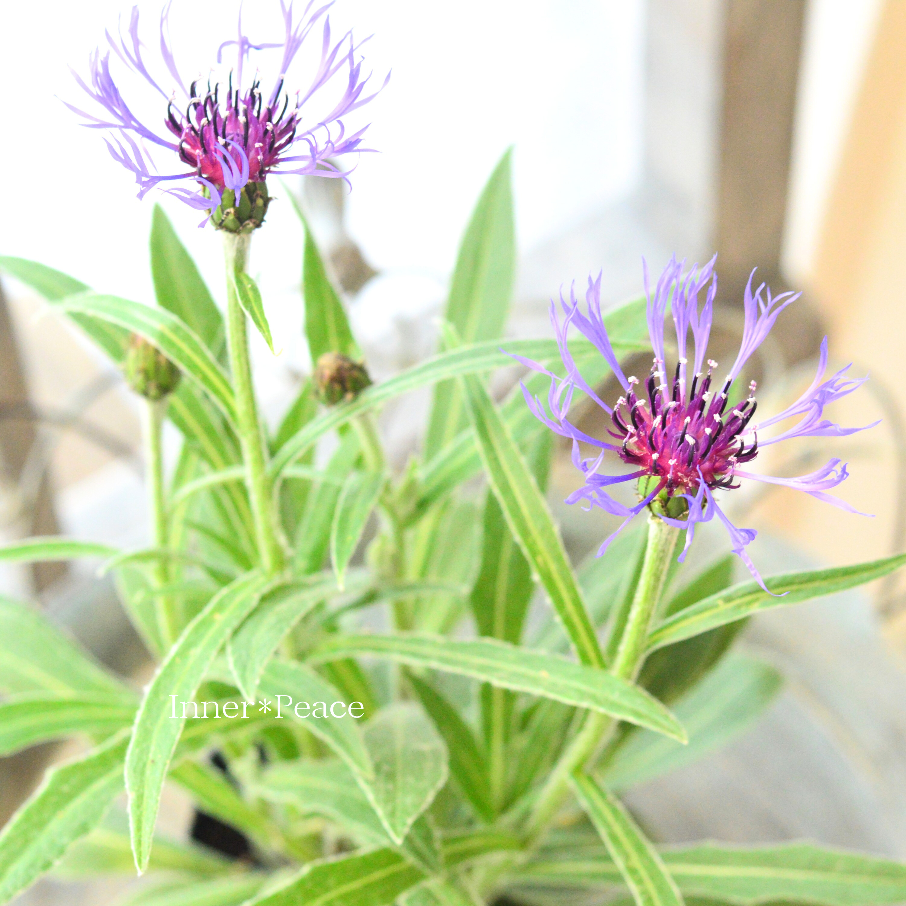 【寒さに強い】 セントーレア 『モンタナ』 3.5寸POT