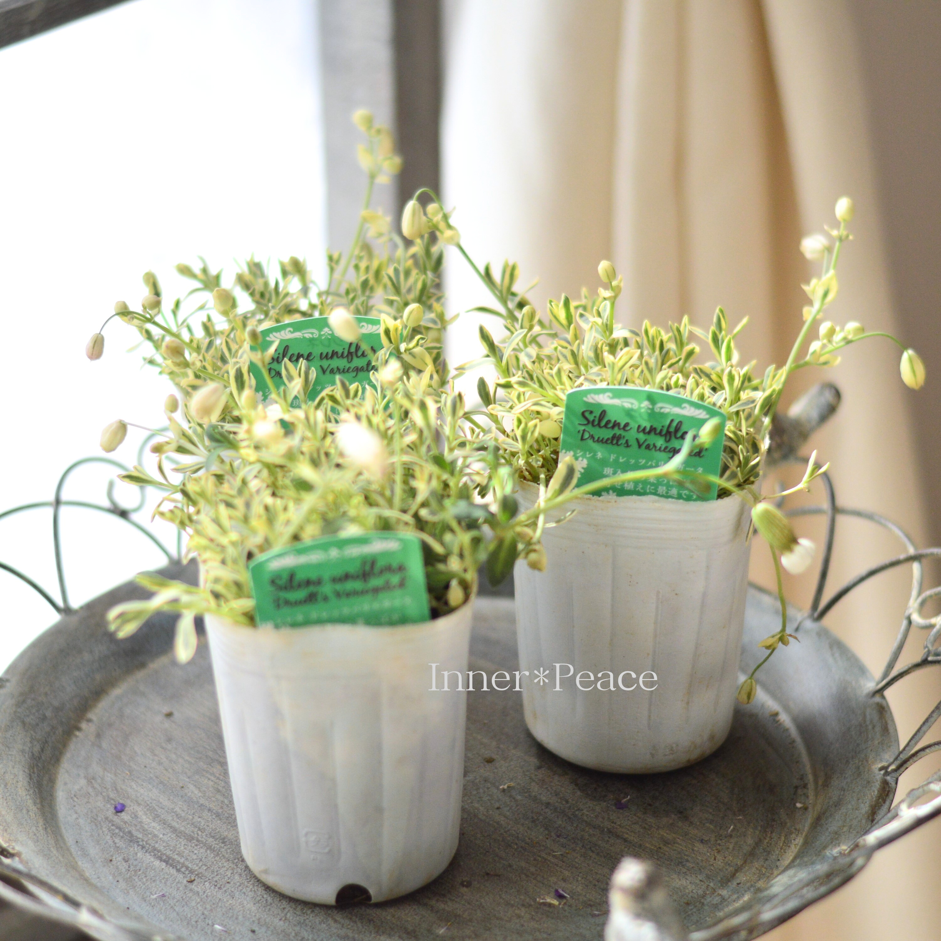 【かわいい】 シレネ 『ユニフローラ・ドレッツバリエガータ』 3寸ロングPOT