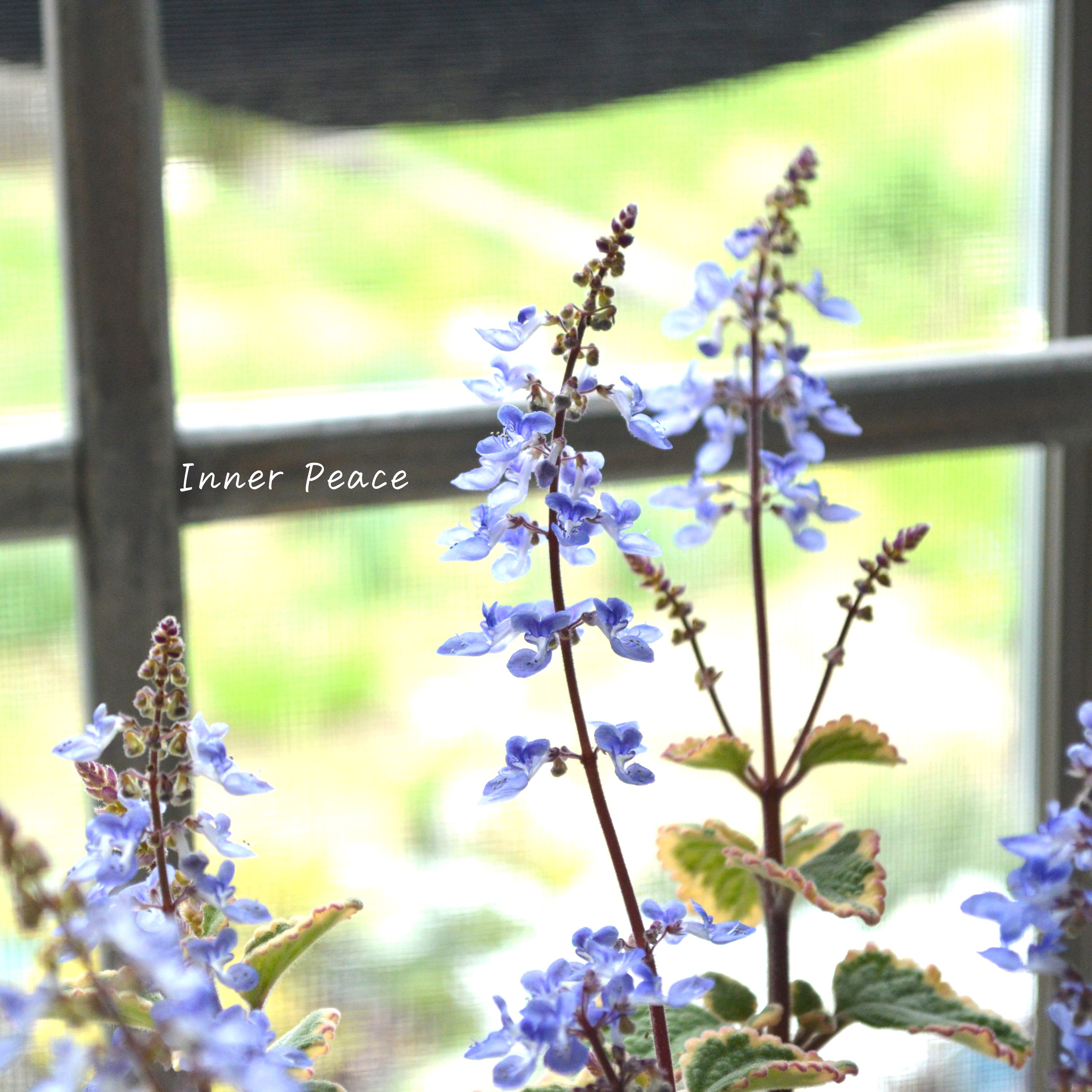 【美しい】 プレクトランサス 『ブルースパイヤー』 3寸~3.5寸POT