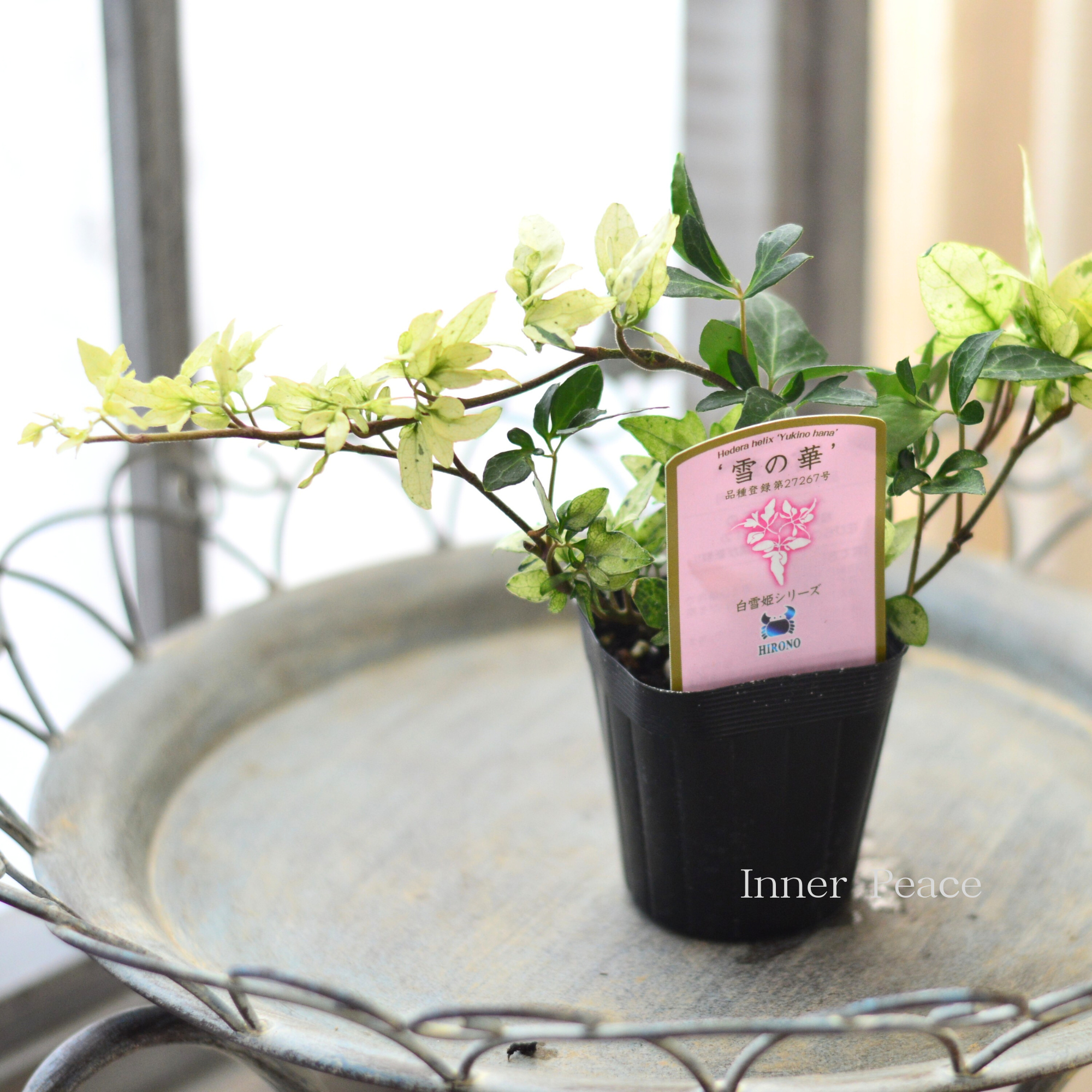 【広野園芸さん】 ヘデラ 『雪の華』 2.5寸POT