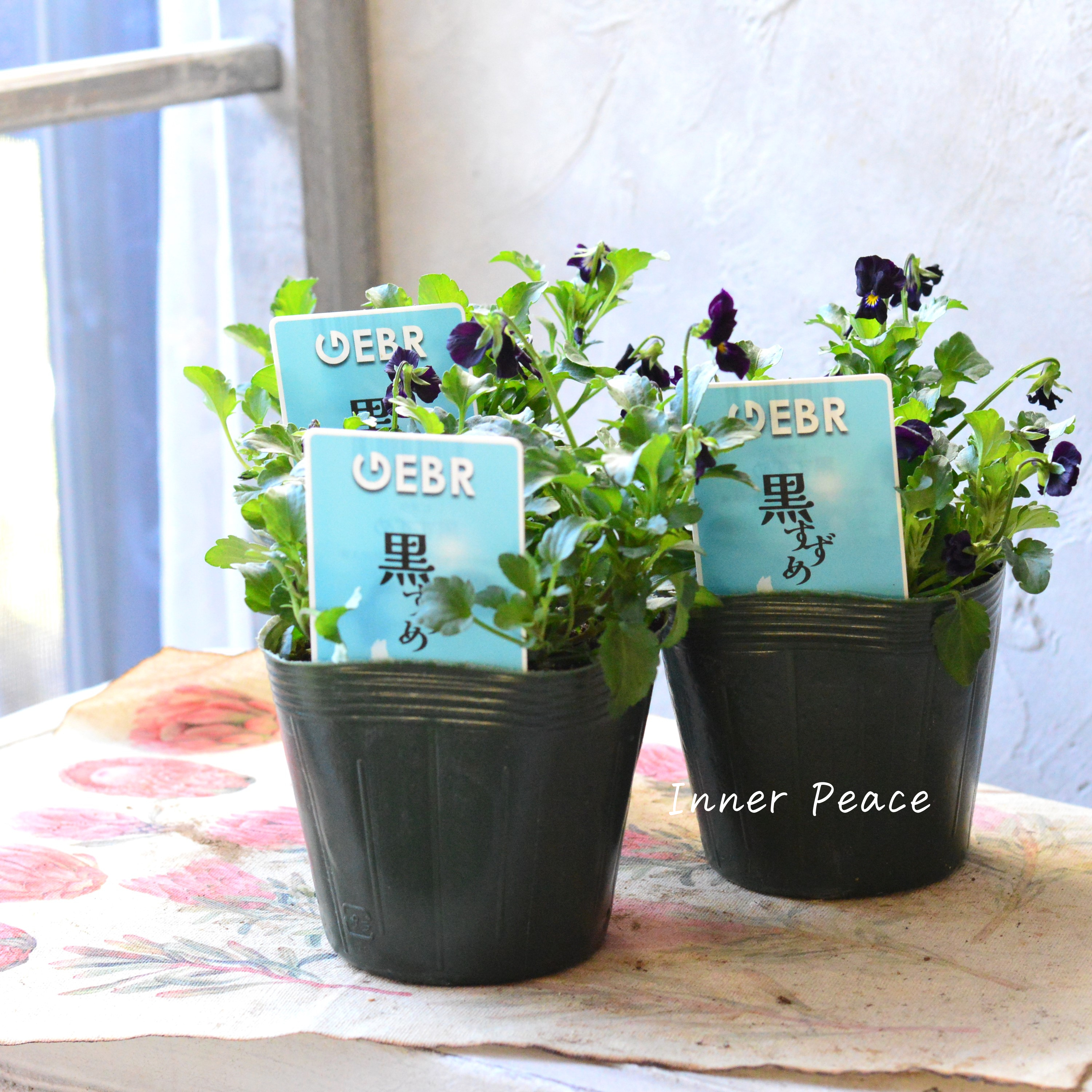 【ゲブラさん】 希少 ビオラ 『黒すずめ』 3.5寸POT