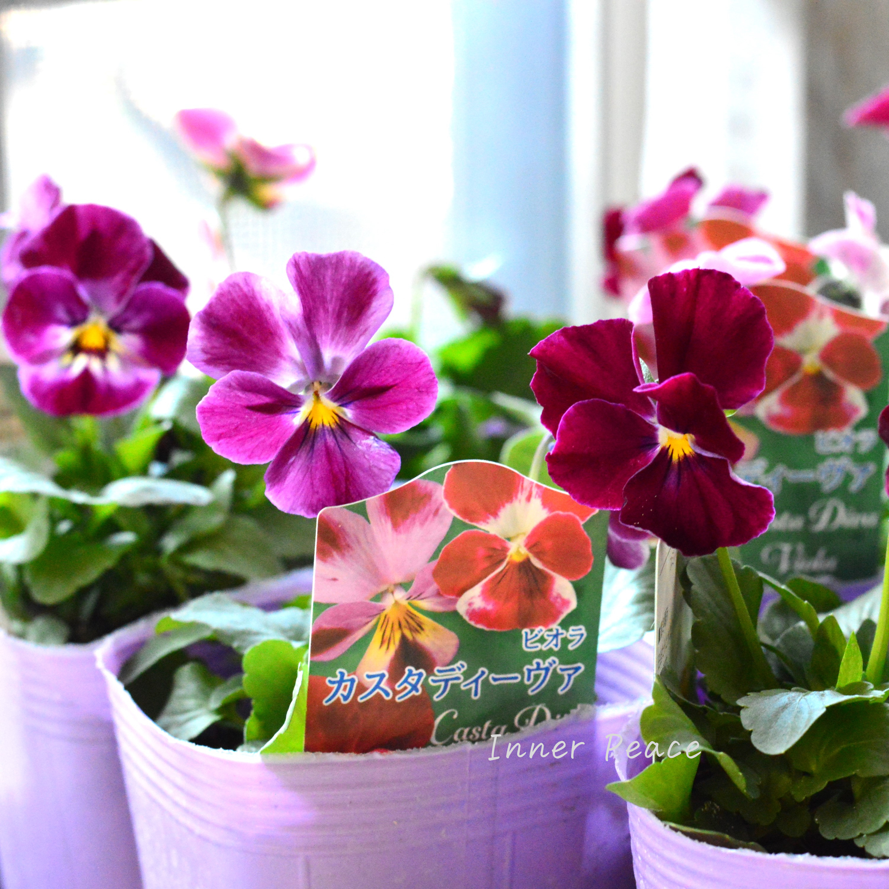 【花夢園芸さん】 ビオラ 『カスタディーヴァ』 3寸ロングPOT