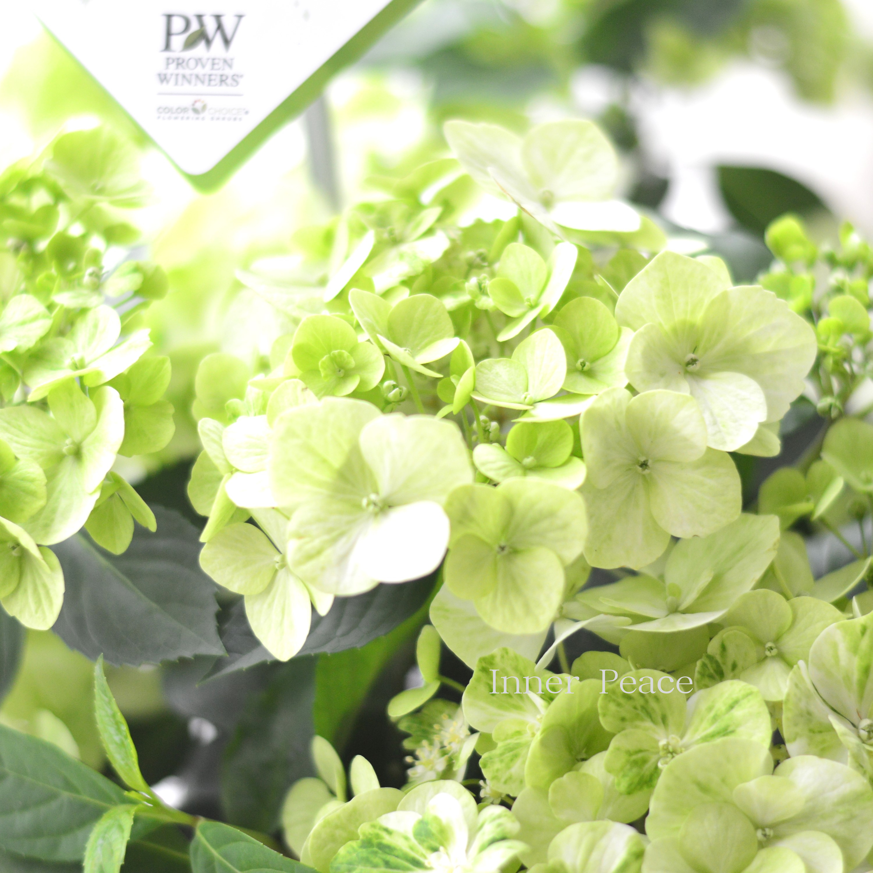 【PW】 紫陽花 ラグランジア 『シャンデリーニ』 5寸鉢