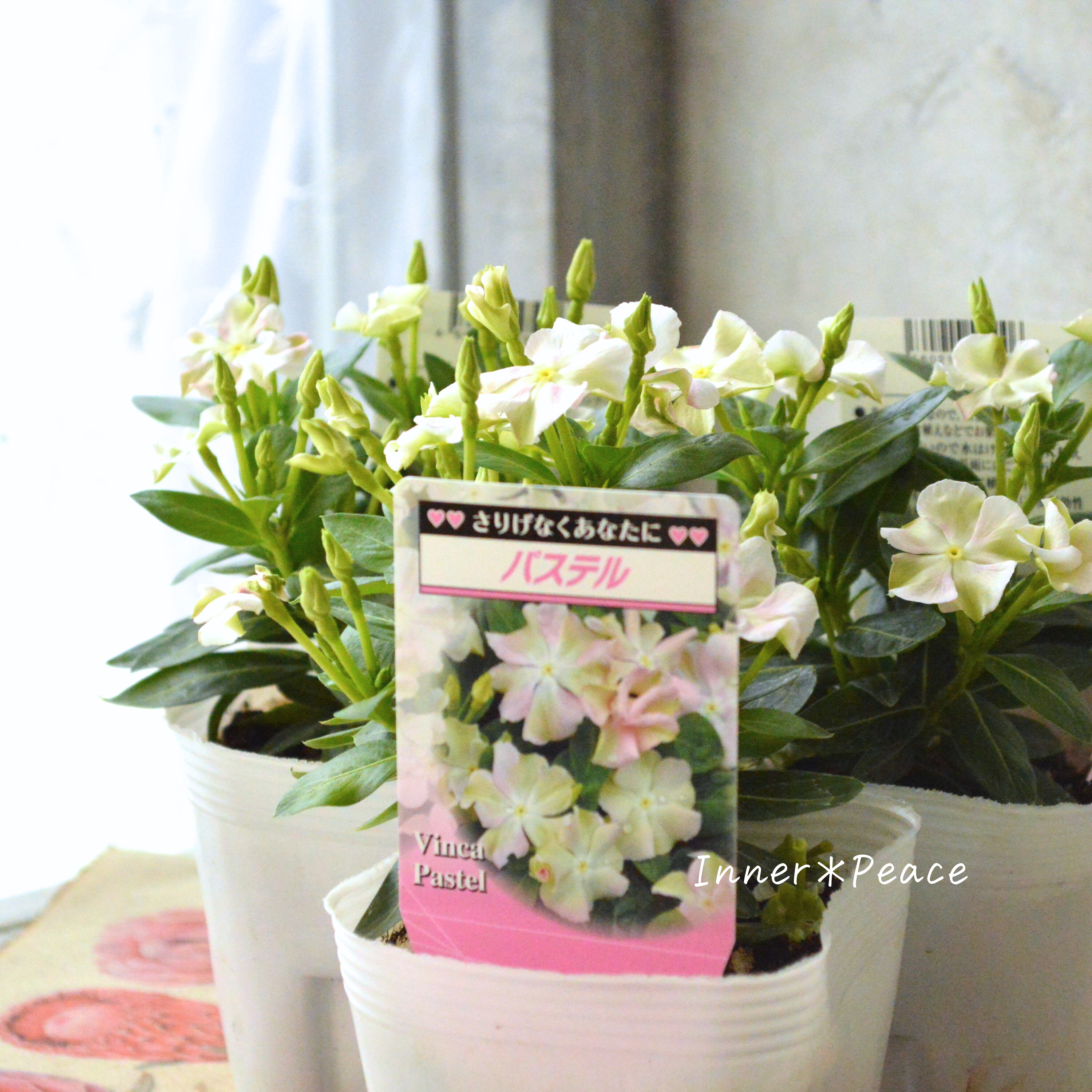 【北島園芸さん】 ニチニチソウ 『パステル』 3.5寸POT