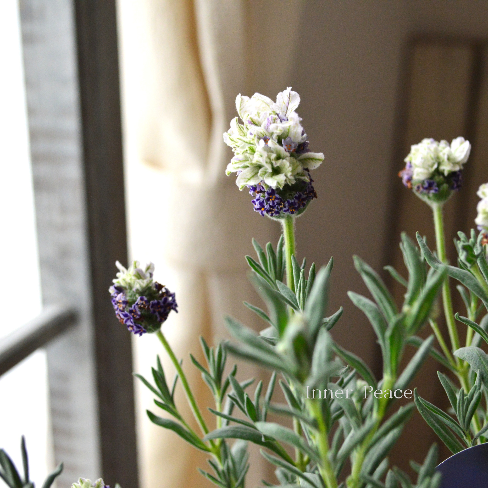 【小林花卉さん】 フレンチラベンダー 『マグナムスターパープル』 5号鉢