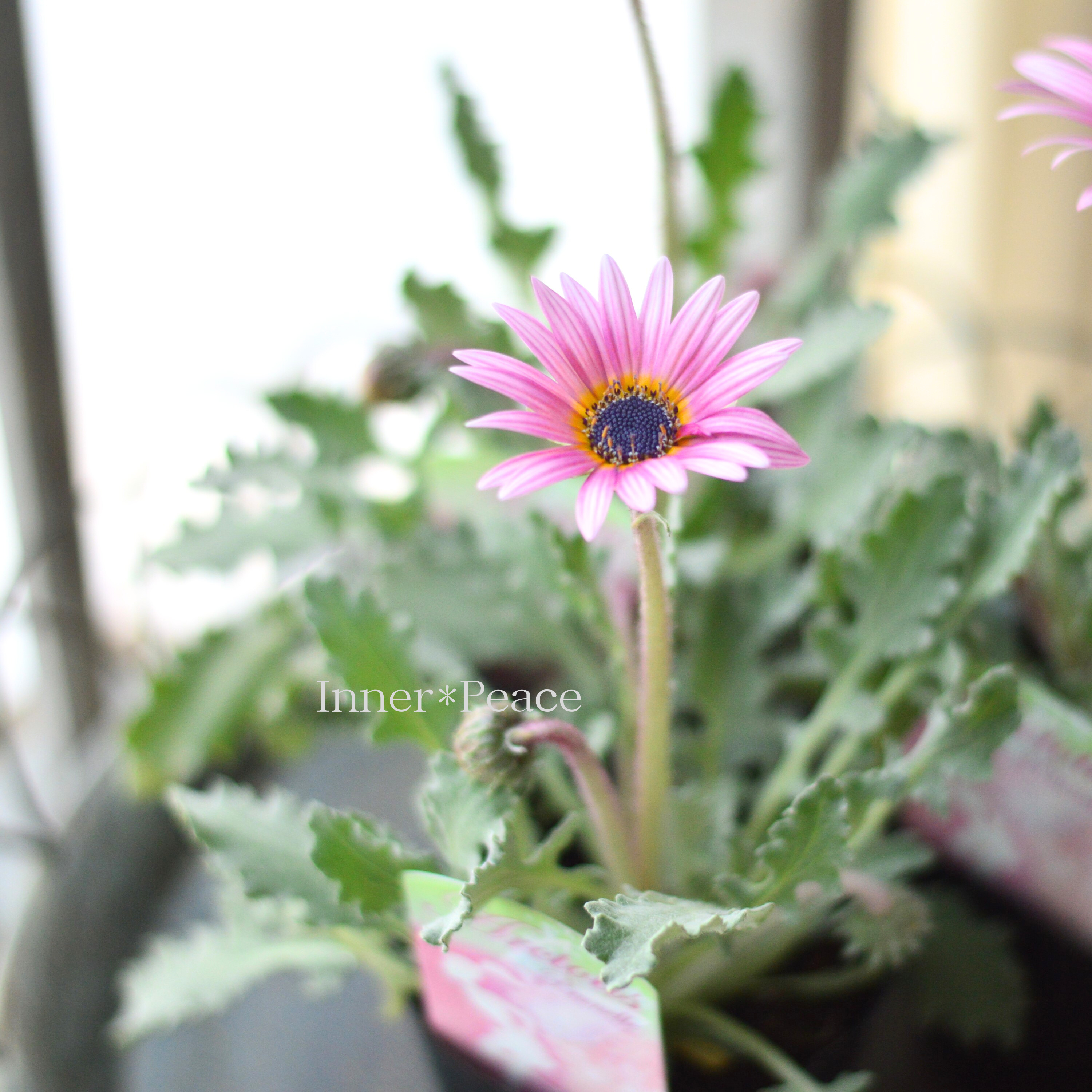 【かわいい】 アークトチス 『プリュネル』 3寸POT