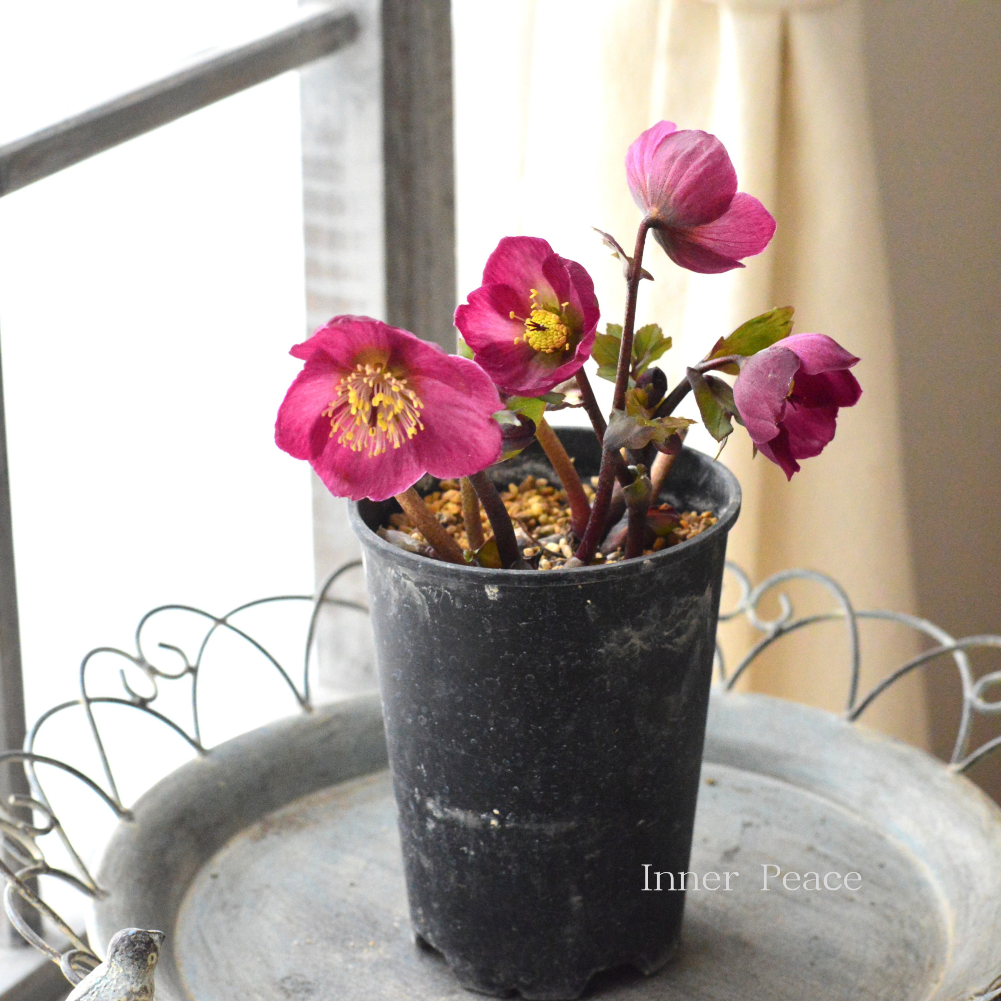 【希少】 クリスマスローズ 『バーブームシフラ』 4寸鉢