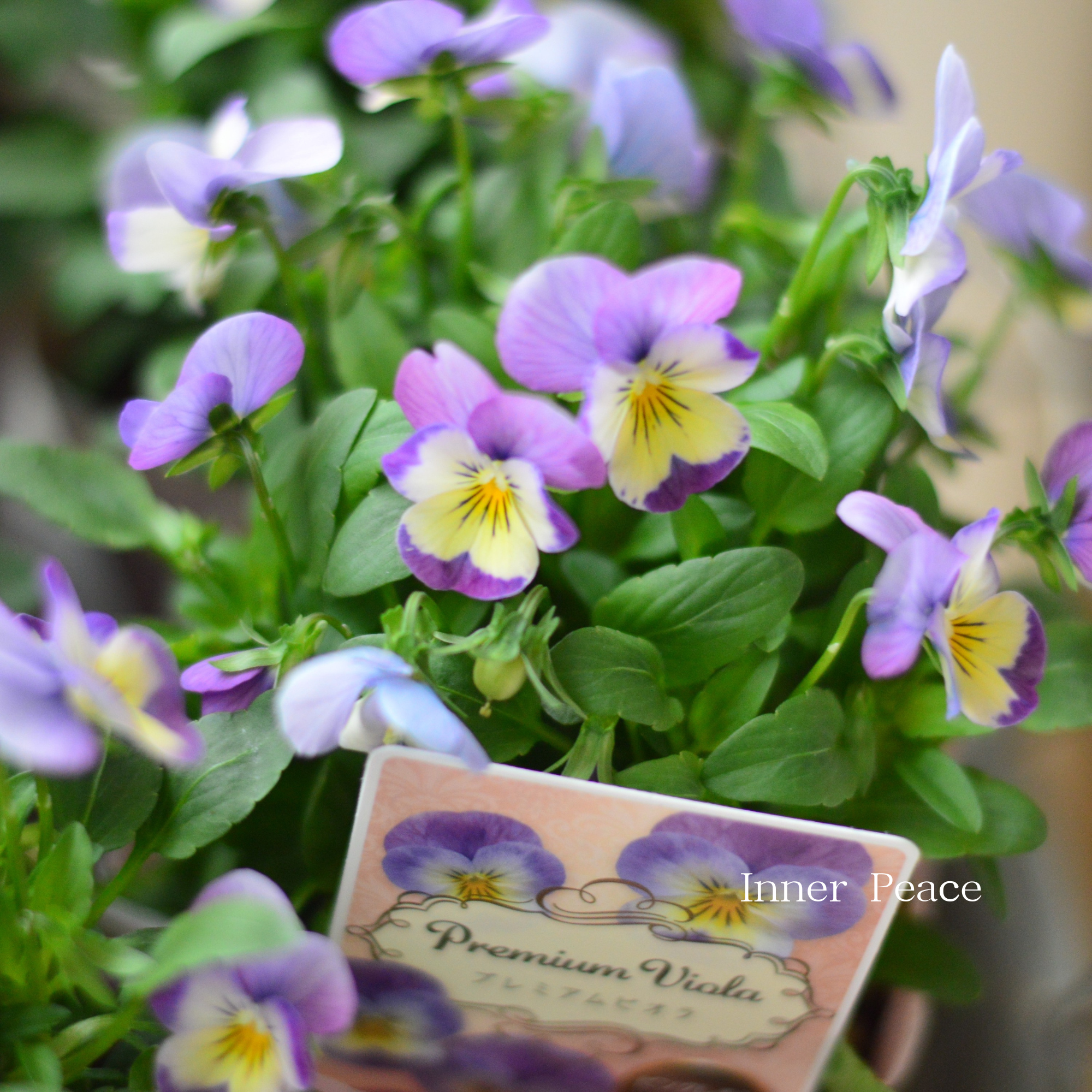 【かわいい】 ビオラ 『ピンクレモンリップ』 3.5寸POT