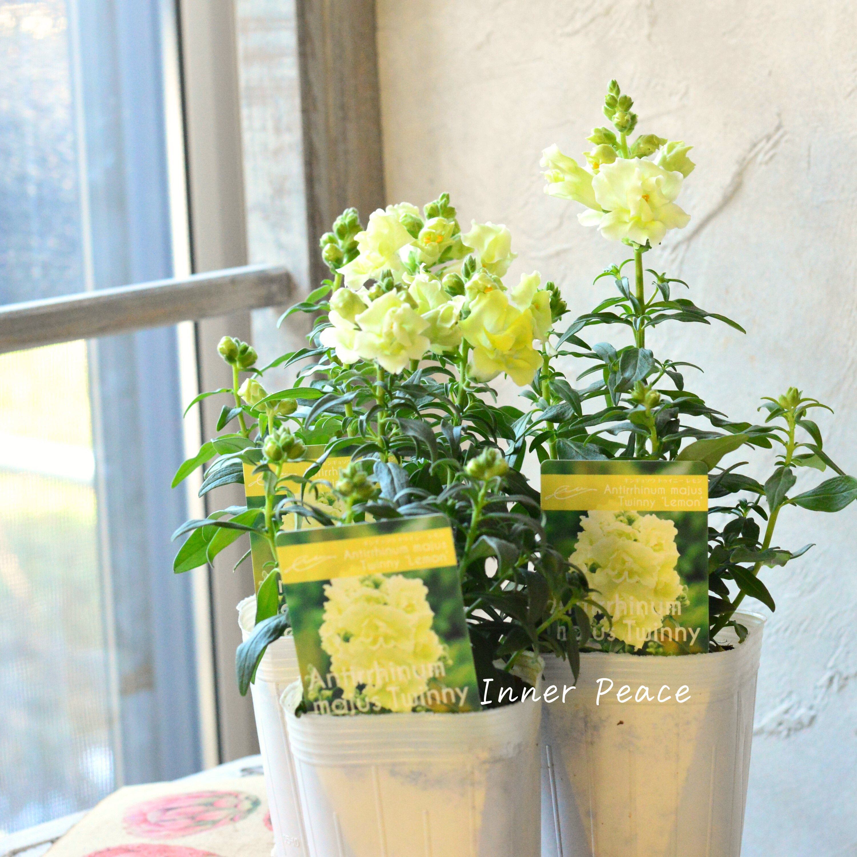 【かわいい】奥田園芸さん生産の キンギョソウ・トゥイニー 『レモン』 3寸ロングPOT