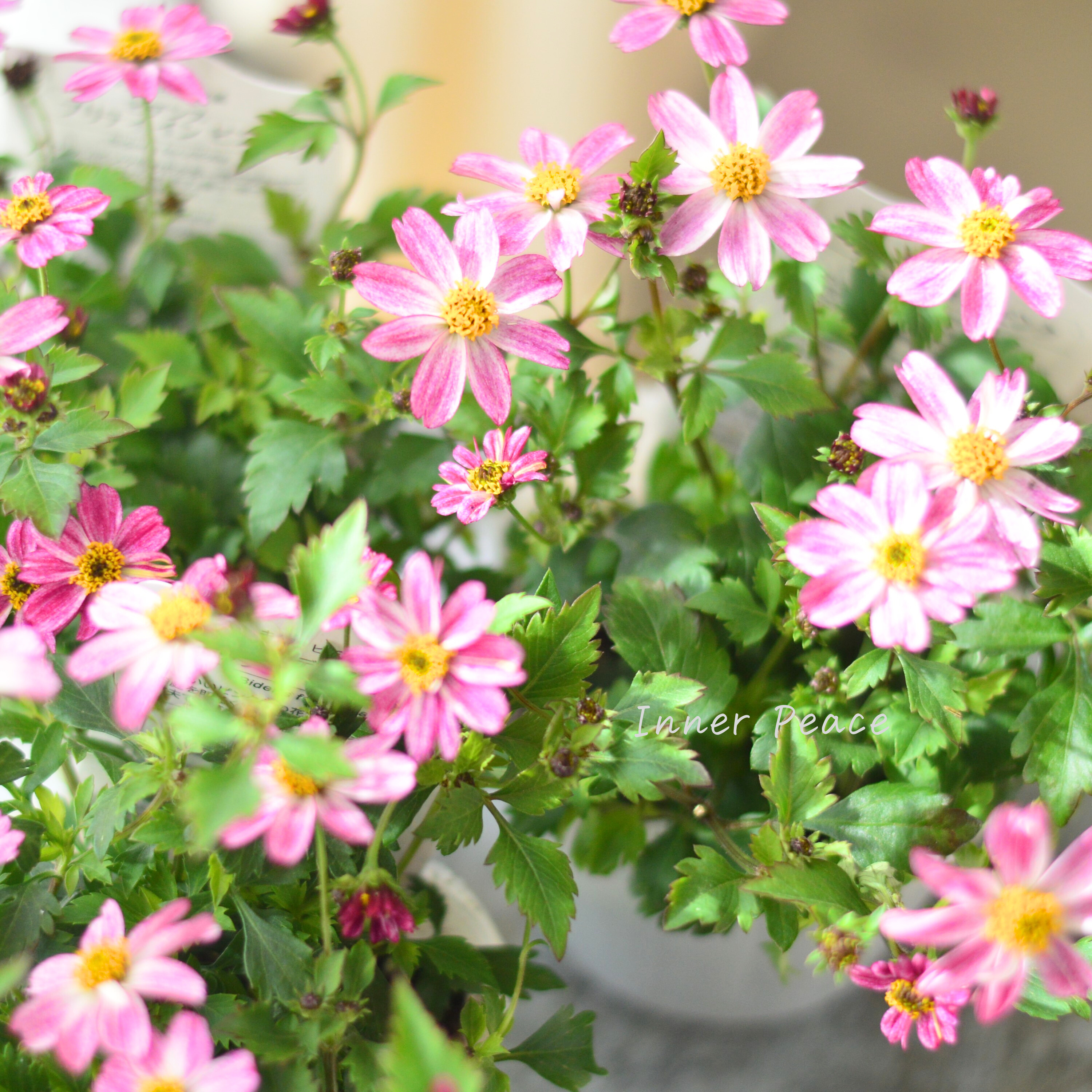 【かわいい】 ビデンス 『プリティ イン ピンク』 3.5寸POT