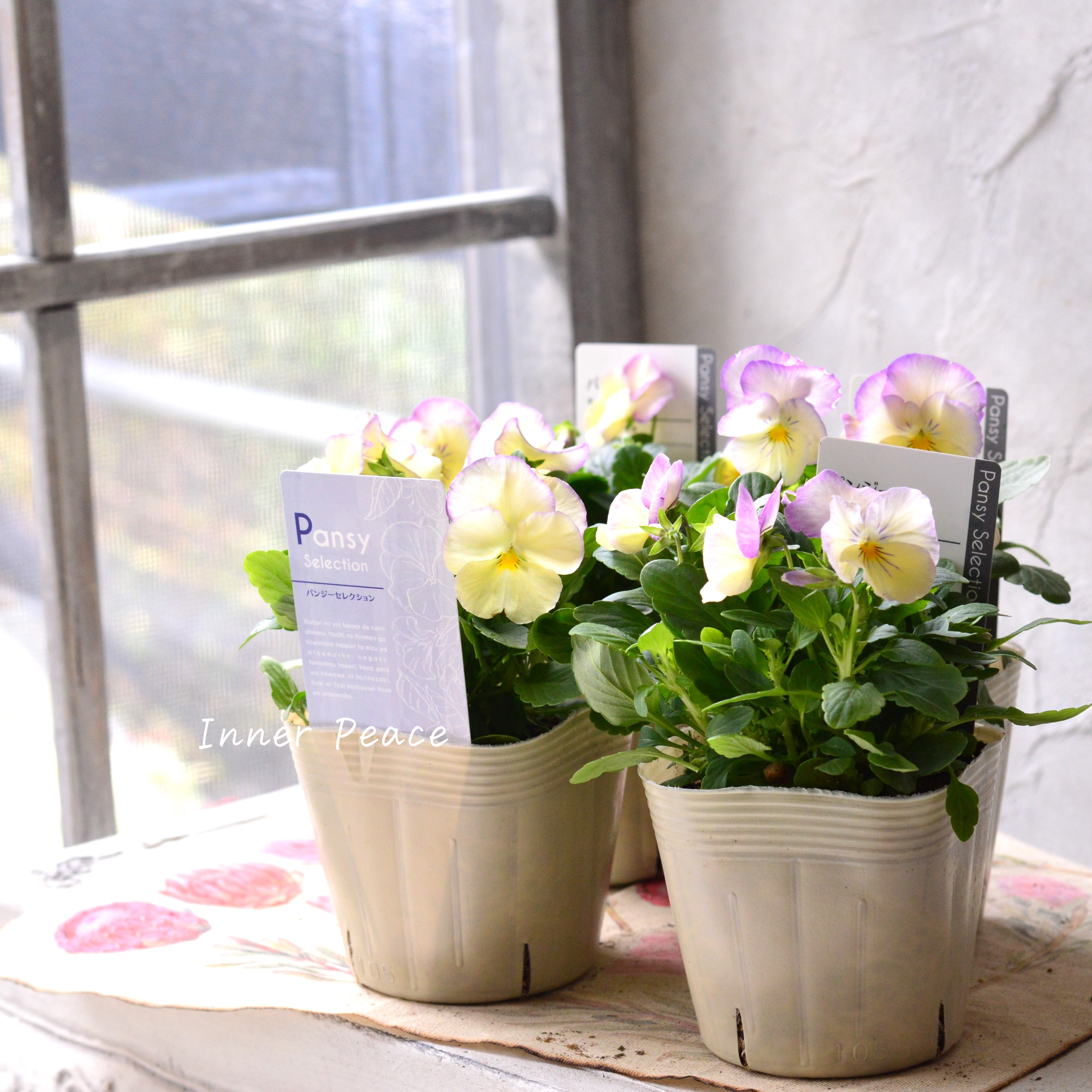 【かわいい】 パンジー 『わらく・クリームパープルピコティ』 3.5寸POT